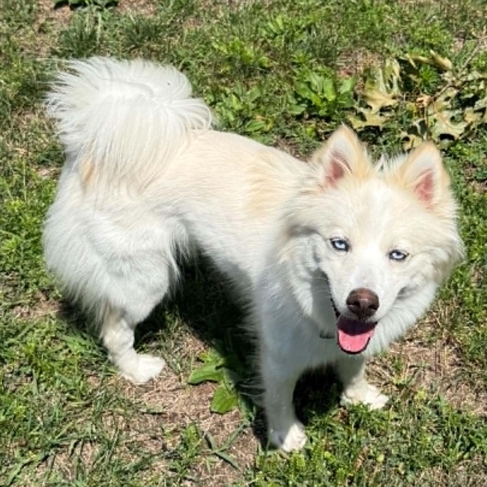 Yuki, a ADOPTABLE Pomsky in Cherry Hill, NJ image 4/6