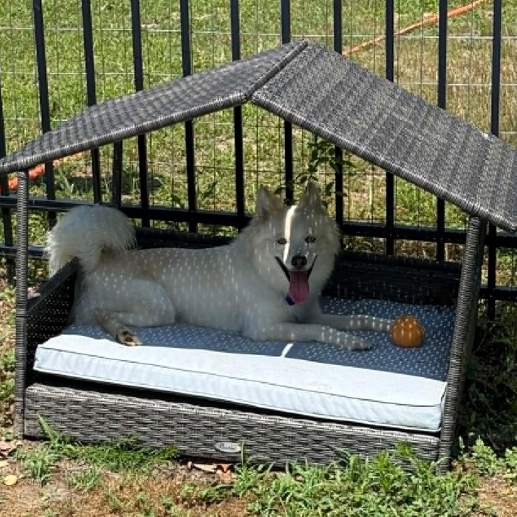 Yuki, a ADOPTABLE Pomsky in Cherry Hill, NJ image 5/6