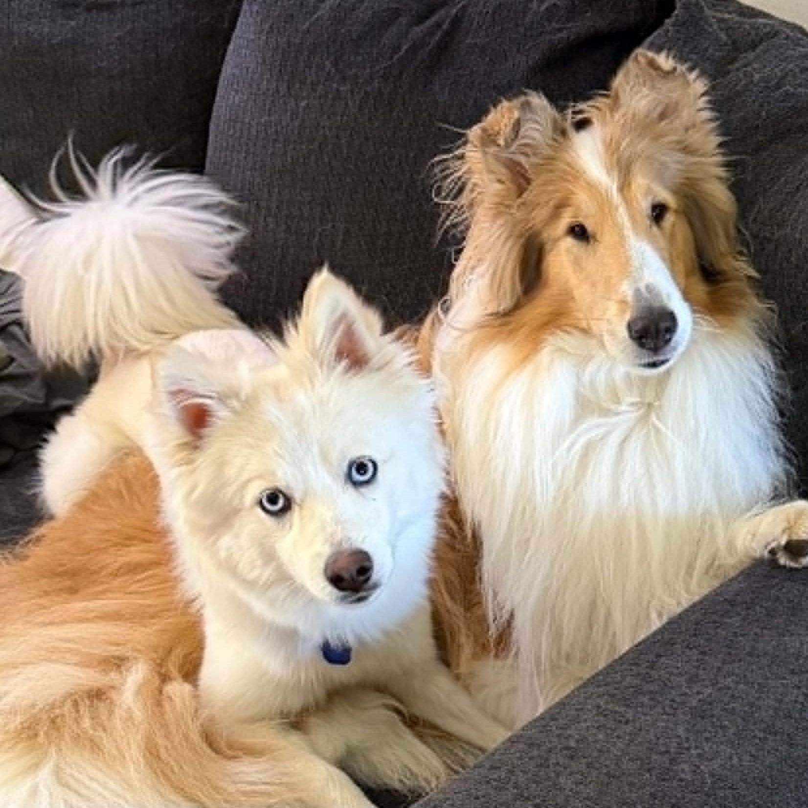 Yuki, a ADOPTABLE Pomsky in Cherry Hill, NJ image 6/6