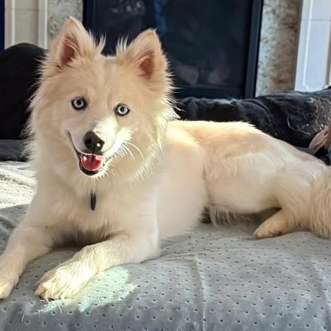 Yuki, a ADOPTABLE Pomsky in Cherry Hill, NJ image 2/6