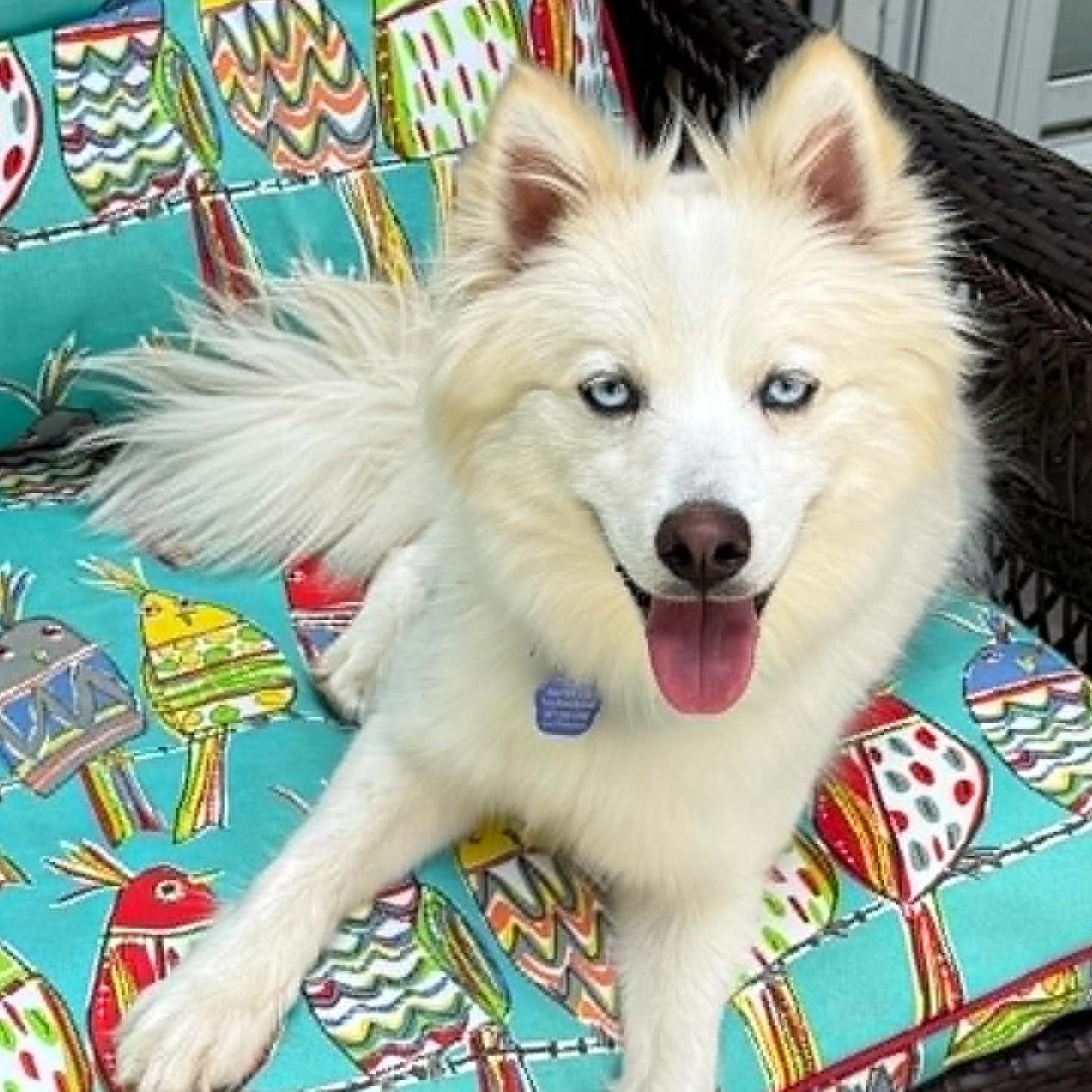 Yuki, ADOPTABLE, Young Male Pomsky.