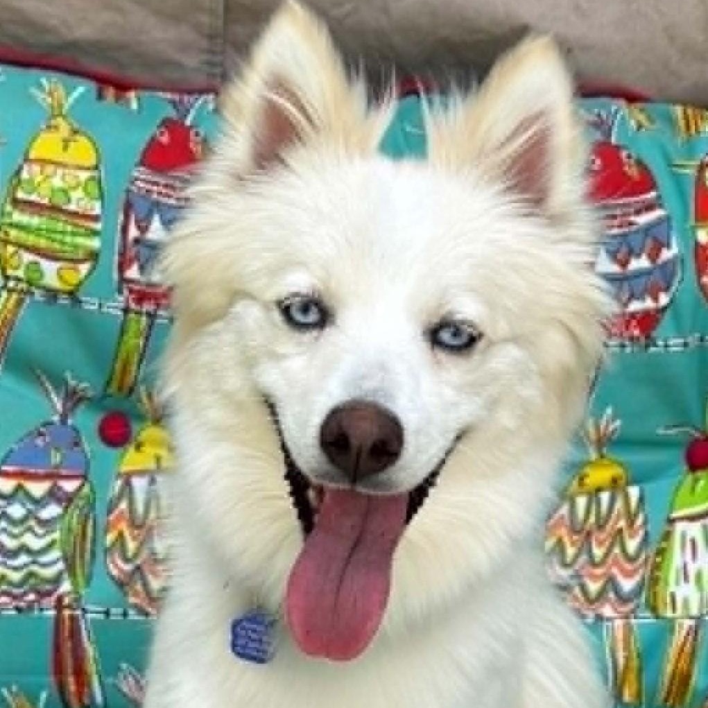 Yuki, a ADOPTABLE Pomsky in Cherry Hill, NJ image 3/6