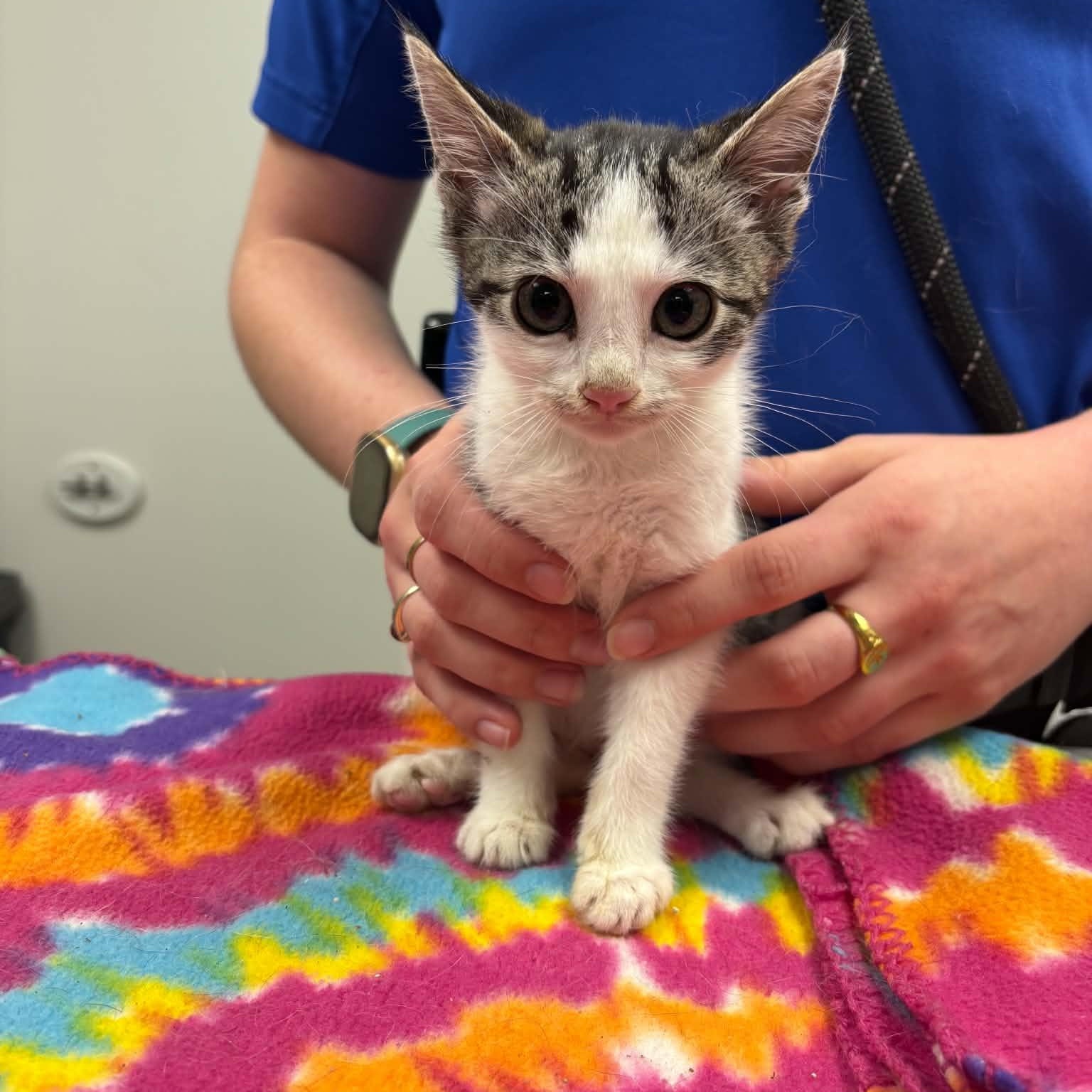 Mort, an adopted Domestic Short Hair in Liberty, MO image 1/4