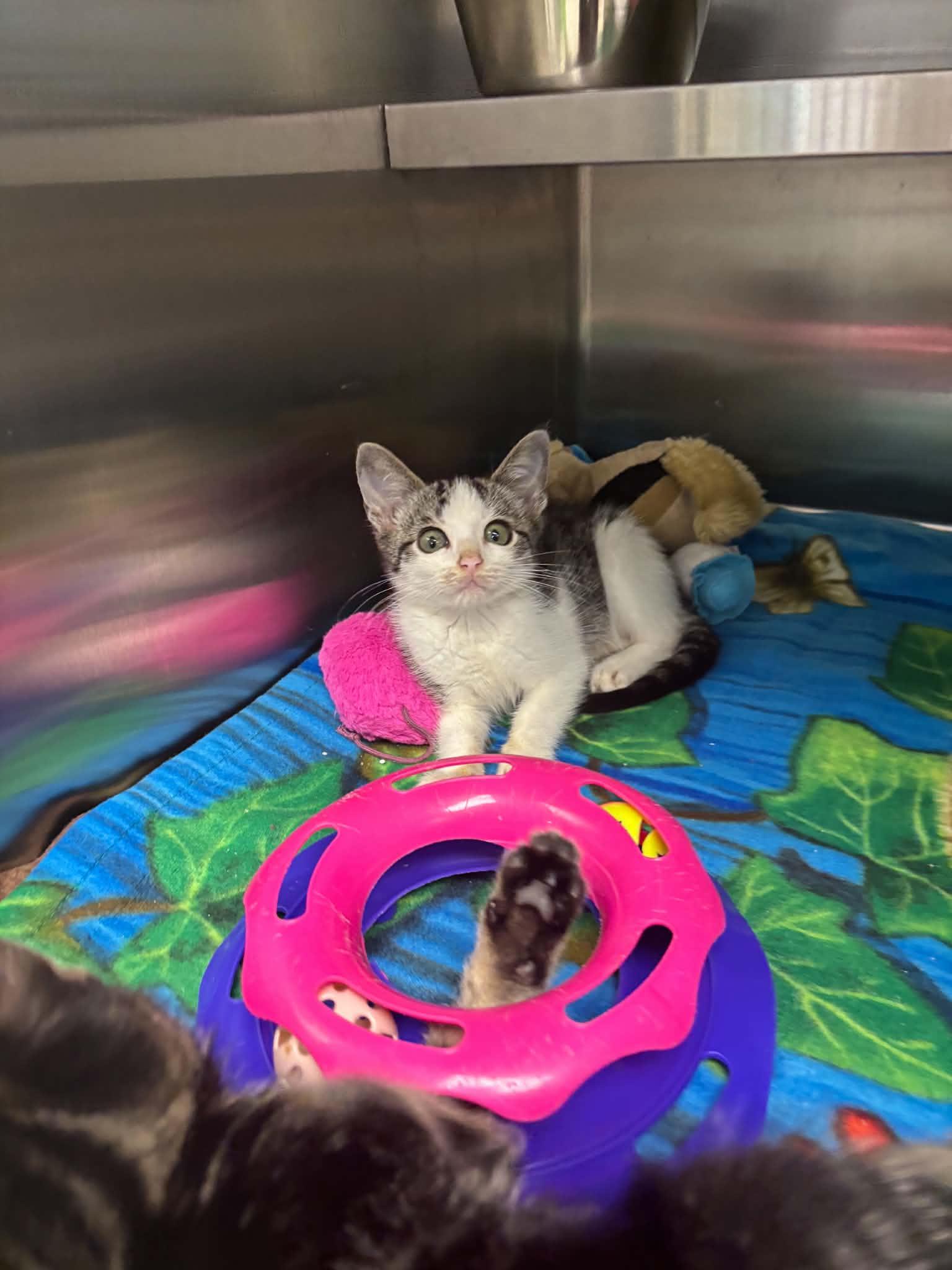 Mort, an adopted Domestic Short Hair in Liberty, MO image 3/4
