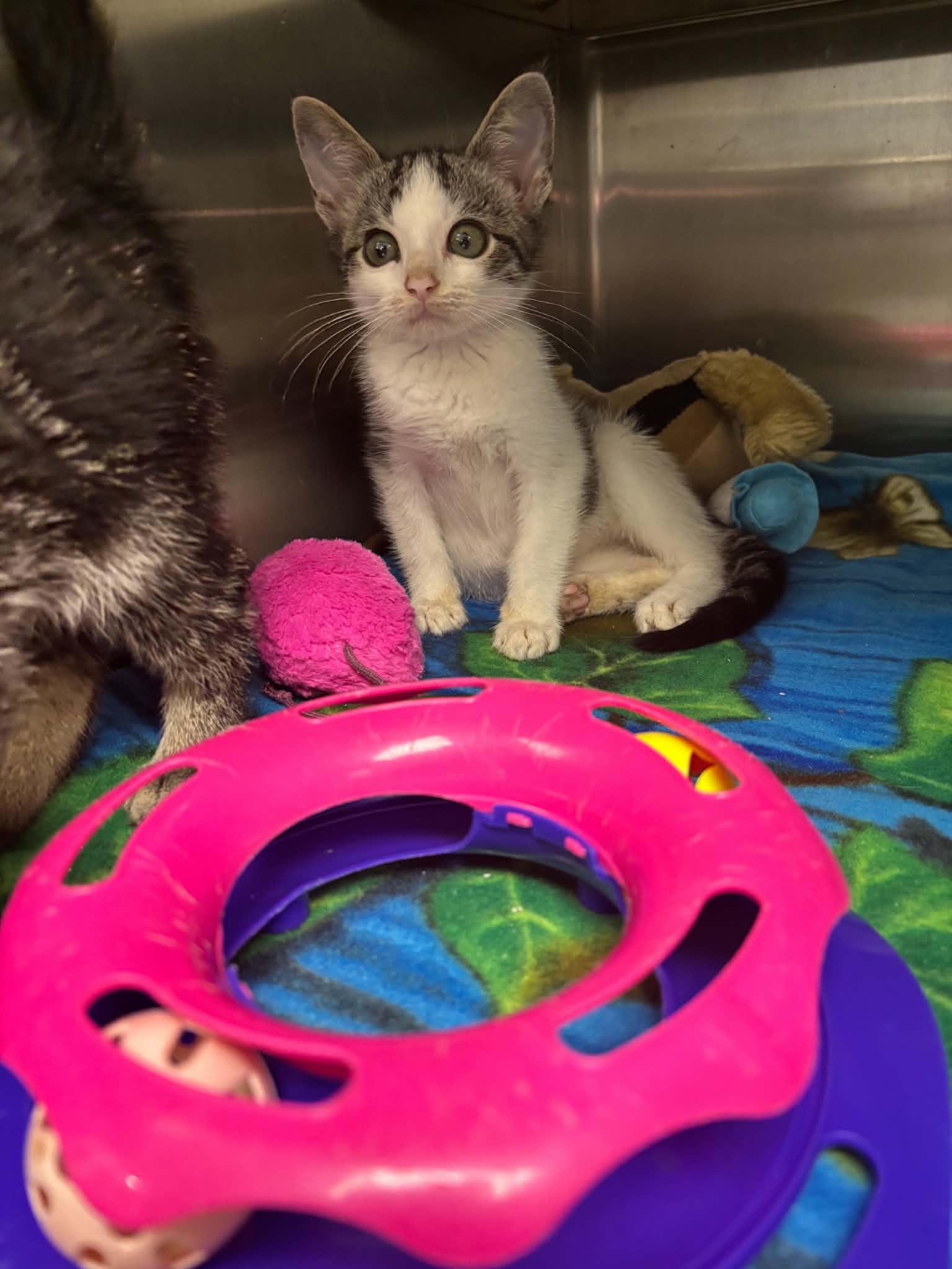 Mort, an adopted Domestic Short Hair in Liberty, MO image 4/4