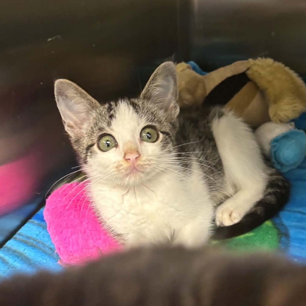 Mort, an adopted Domestic Short Hair in Liberty, MO image 2/4