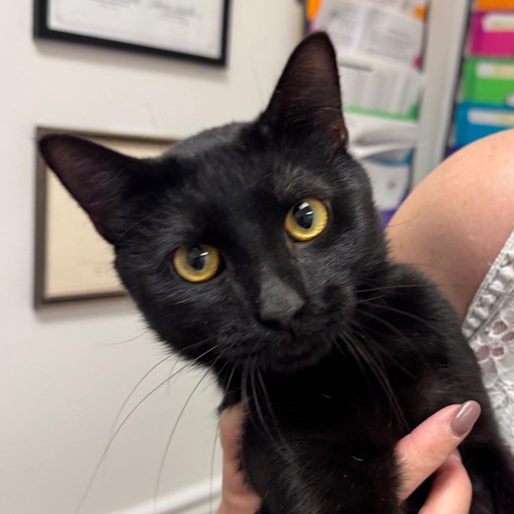 Enlarge Jett, a Adoptable Domestic Short Hair in Peoria, IL image 1/1