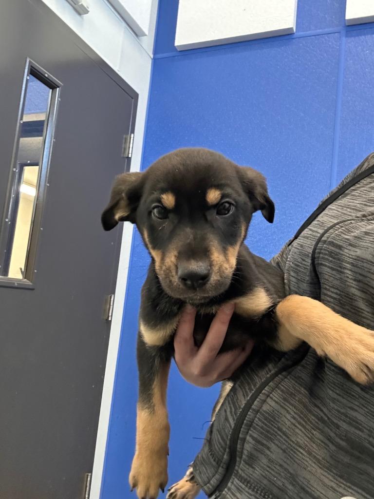 Enlarge Back in Black, a Adoptable Mixed Breed in Minot, ND image 1/1