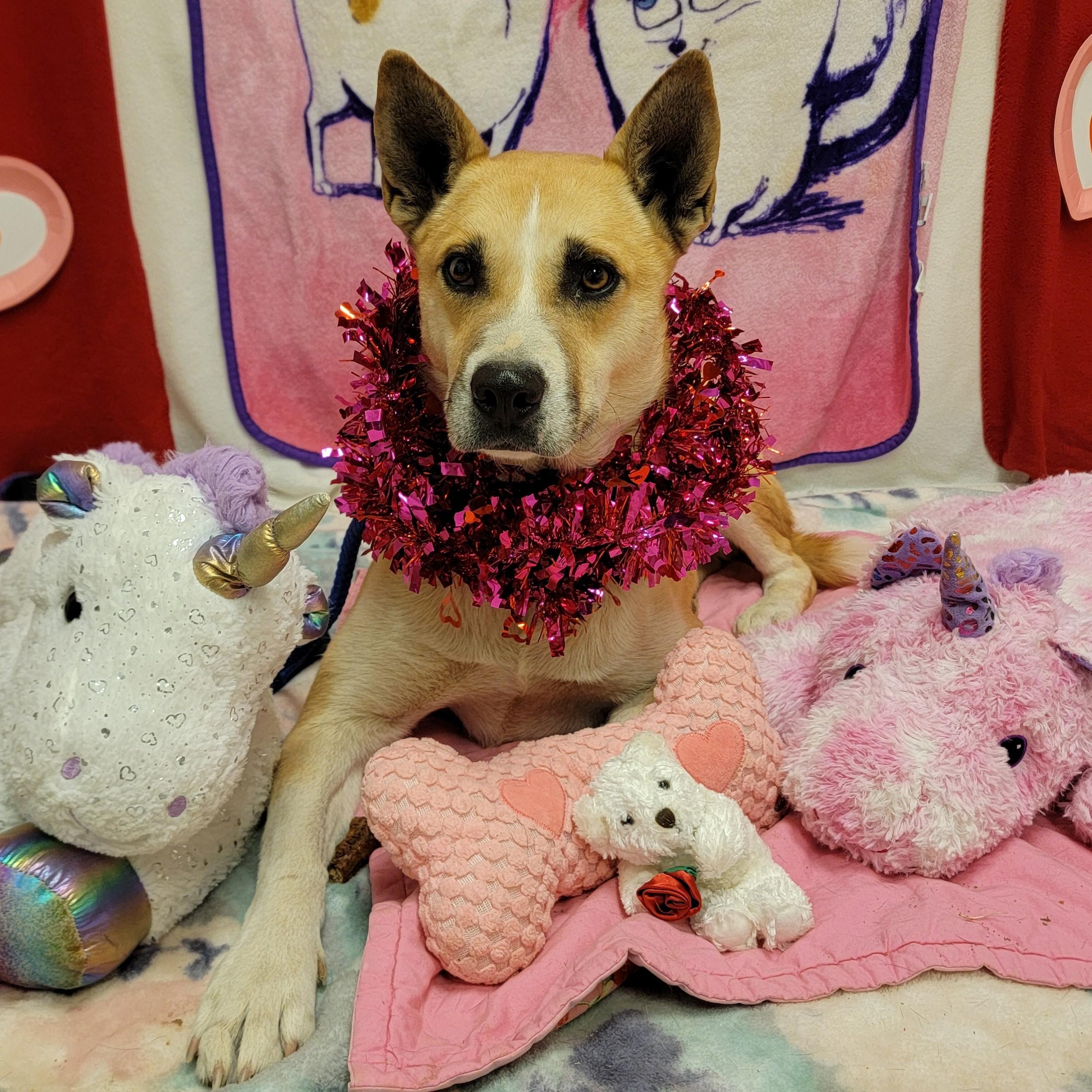 Enlarge Barney, an adopted mixed breed in ALPINE, TX image 1/6