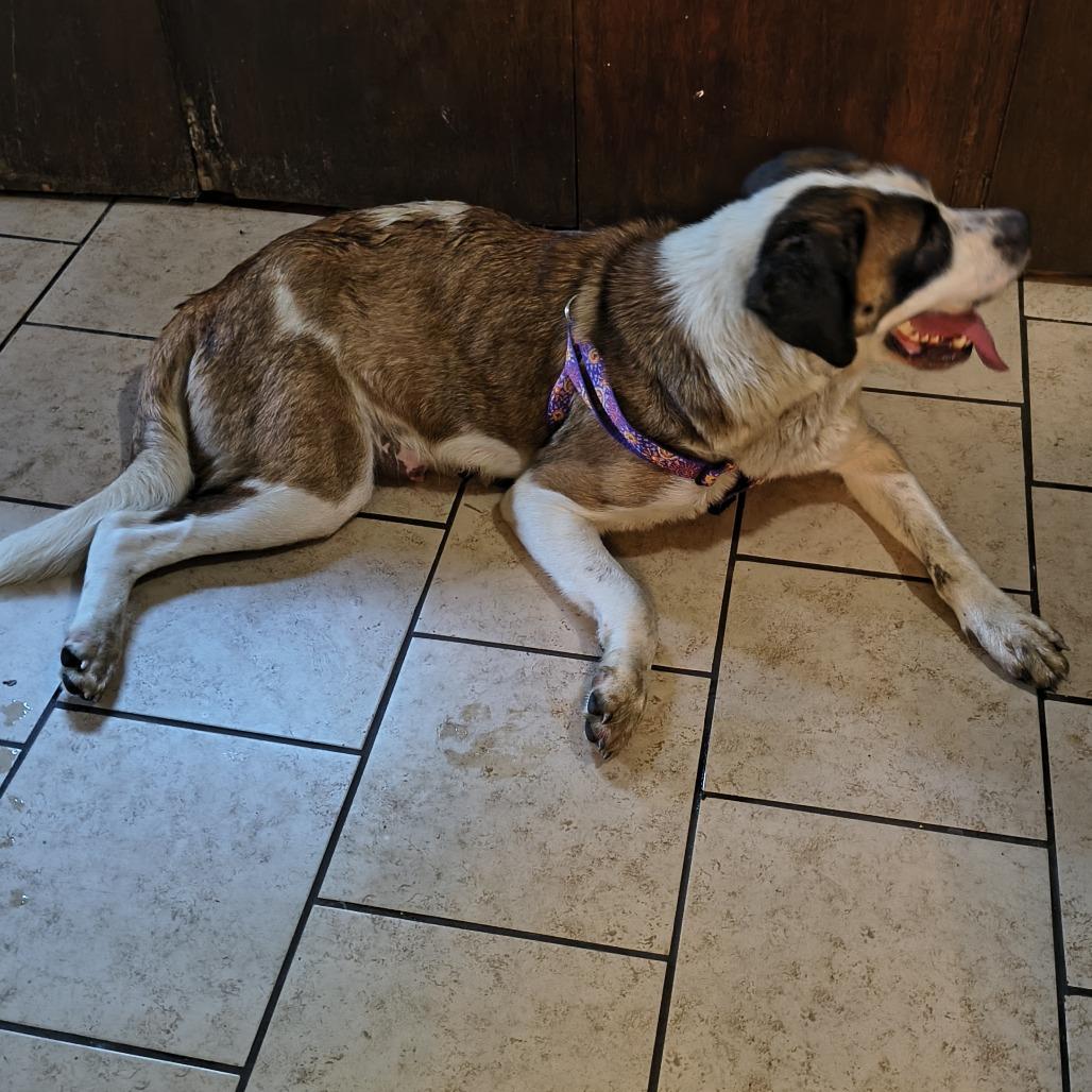 Enlarge Athena, a Adoptable mixed breed in Okmulgee, OK image 3/3