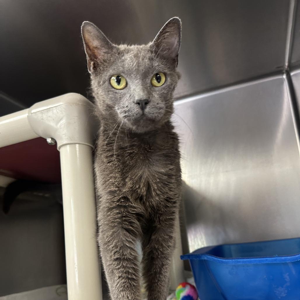 Betty, Adoptable, Adult Female Domestic Short Hair.