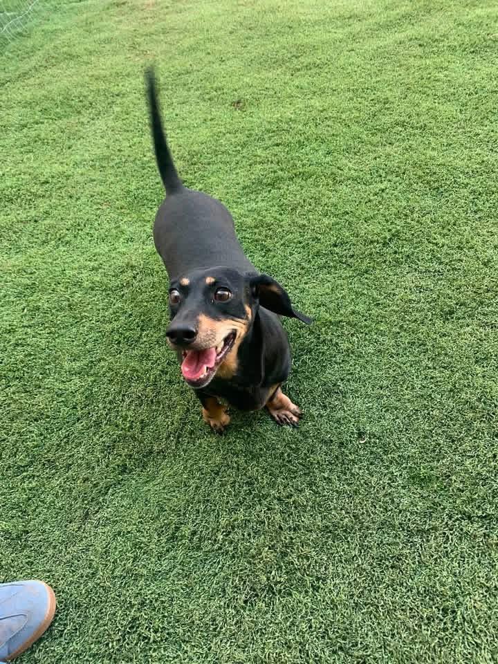 Max, Adoptable, Adult Male Dachshund.