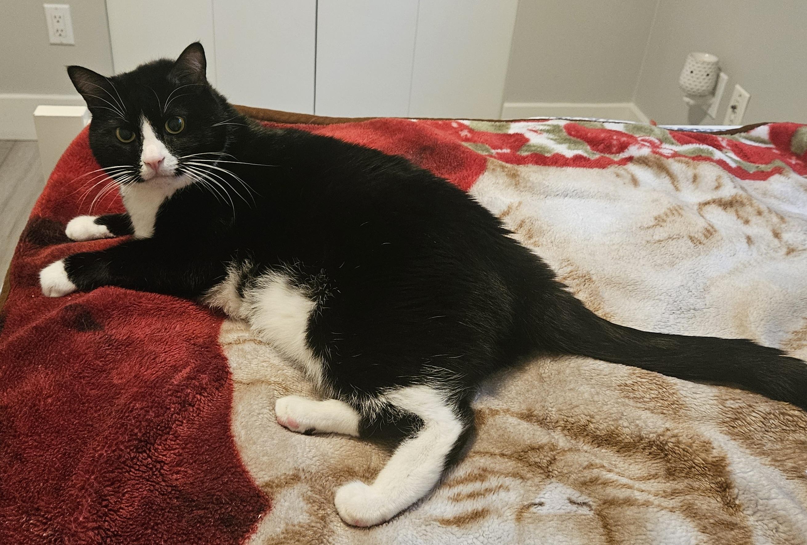 Chase, an adoptable Domestic Short Hair in BURNABY, BC, V3J 1N3 | Photo Image 1