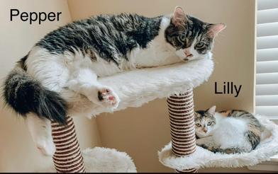 Lilly & Pepper