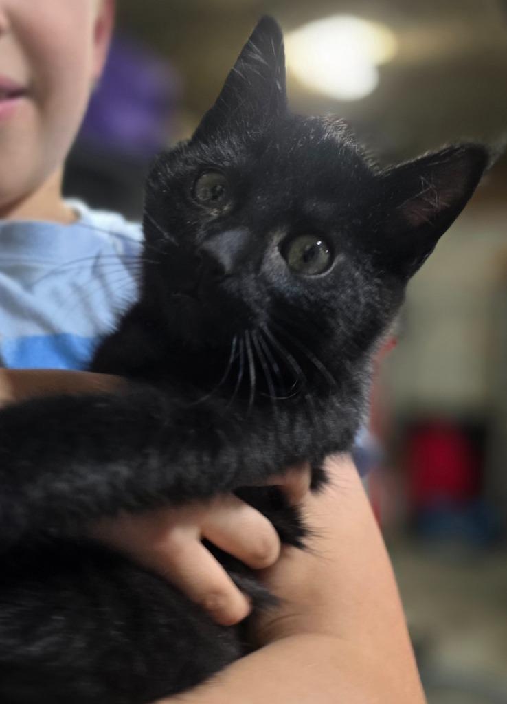 Enlarge Sugar, a Adopted mixed breed in Minot, ND image 1/4