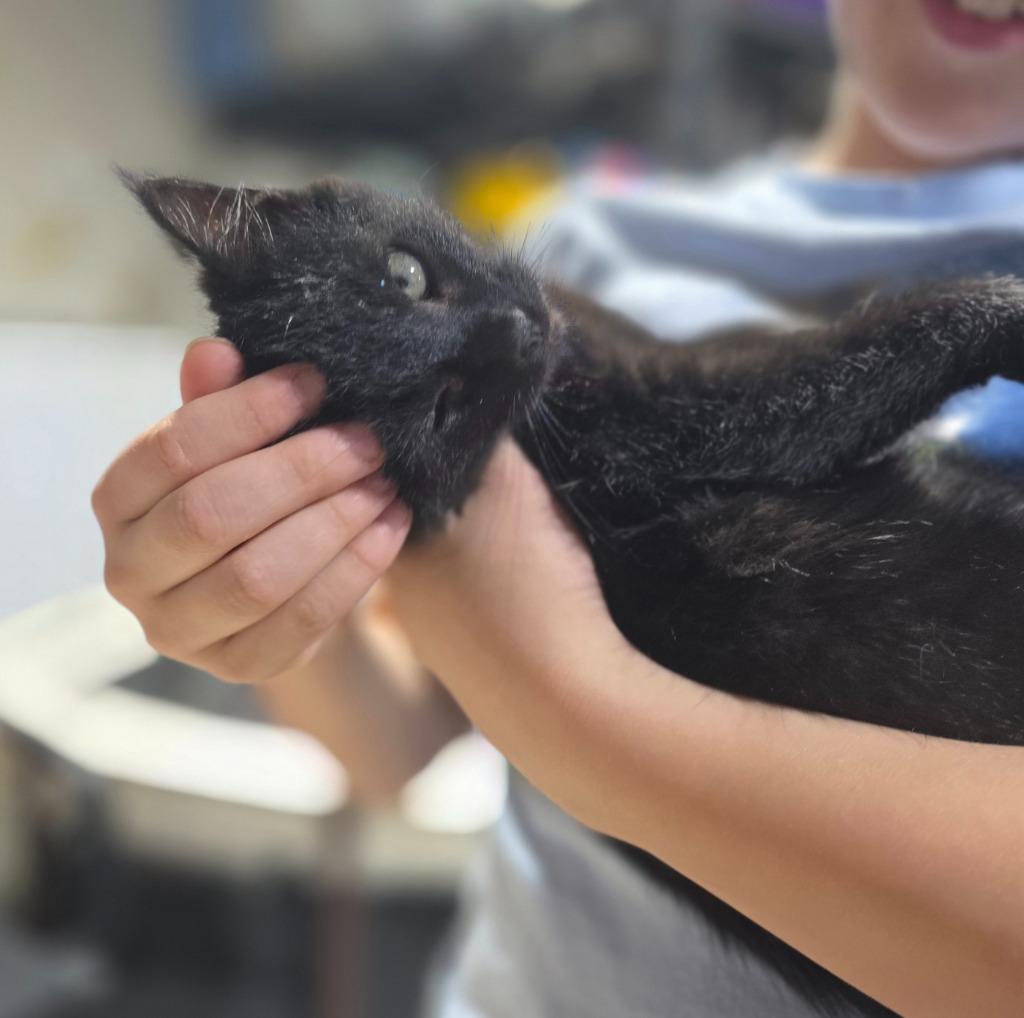 Enlarge Sugar, a Adopted mixed breed in Minot, ND image 2/4