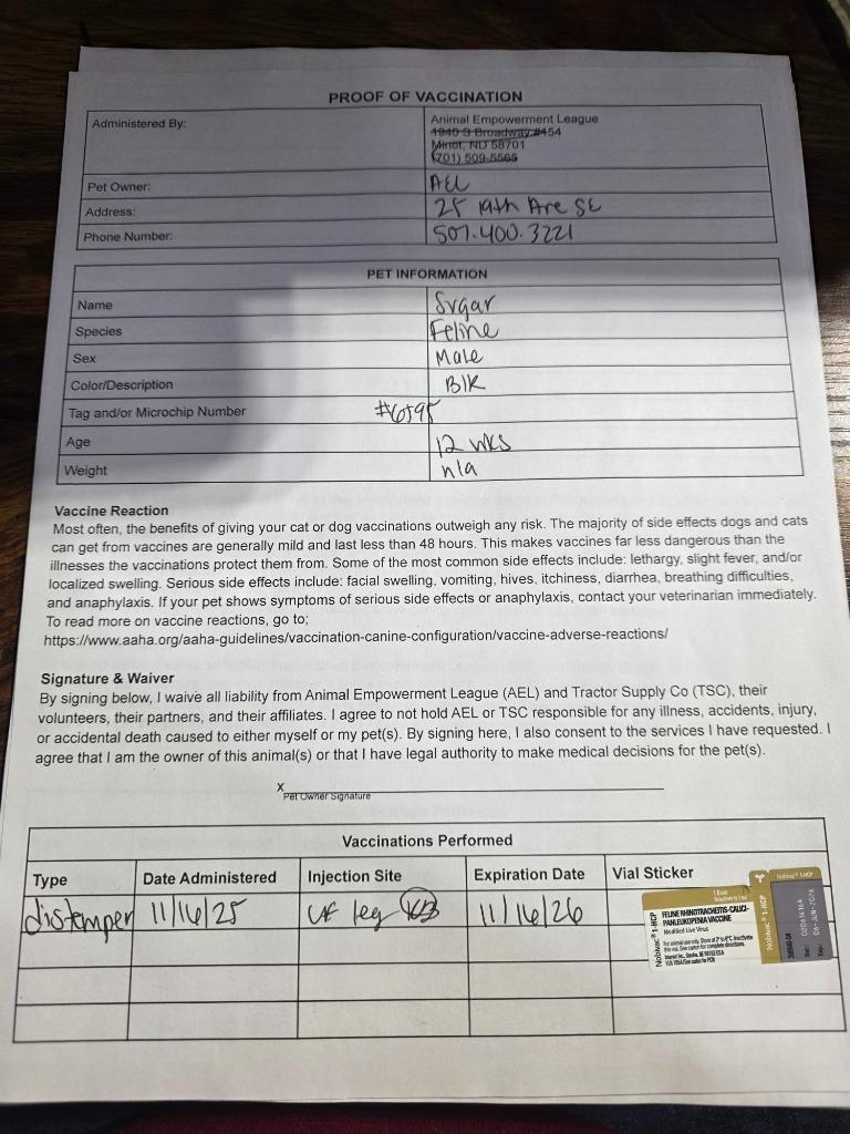 Enlarge Sugar, a Adopted mixed breed in Minot, ND image 3/4