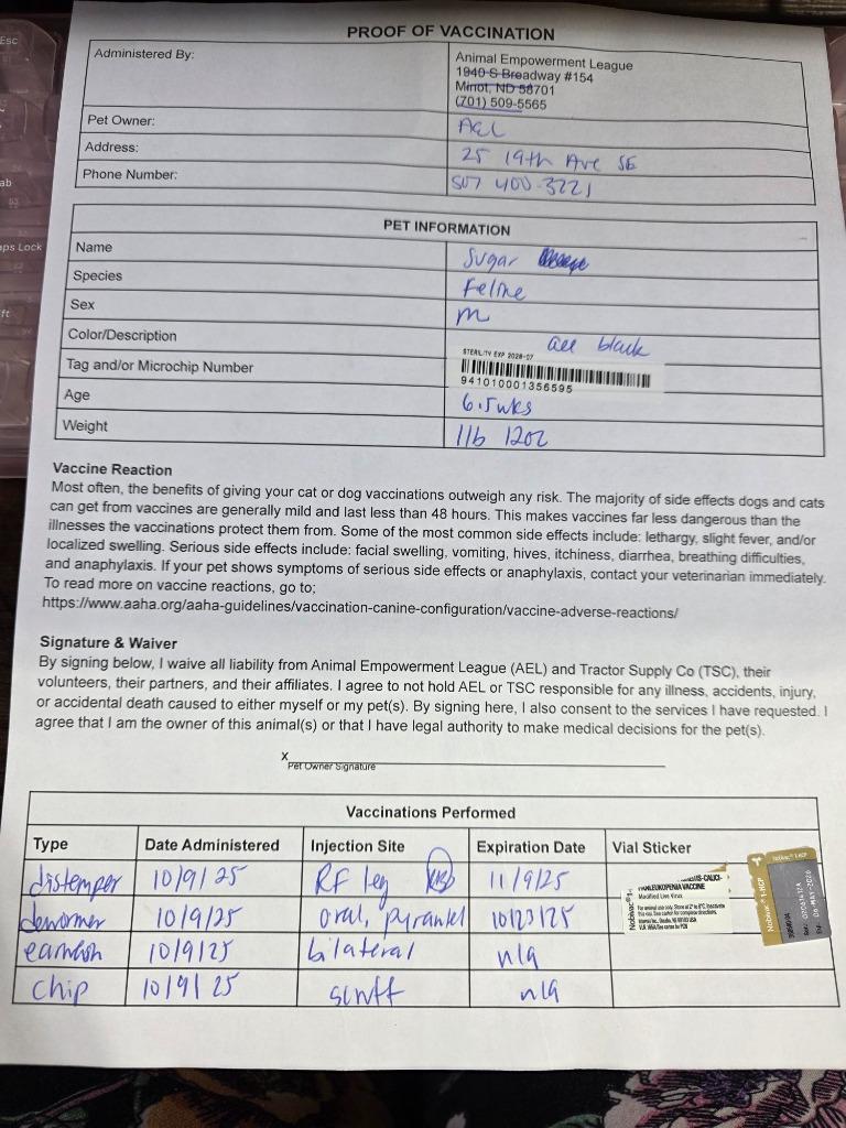 Enlarge Sugar, a Adopted mixed breed in Minot, ND image 4/4