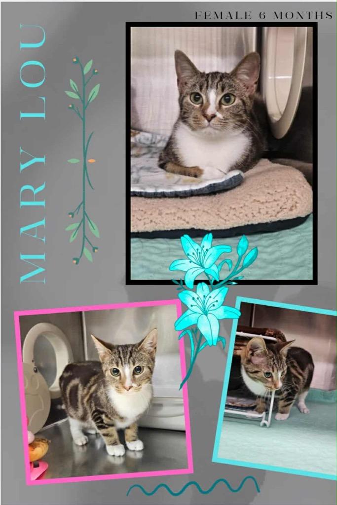 Luis, Adoptable, Young Male Domestic Short Hair.