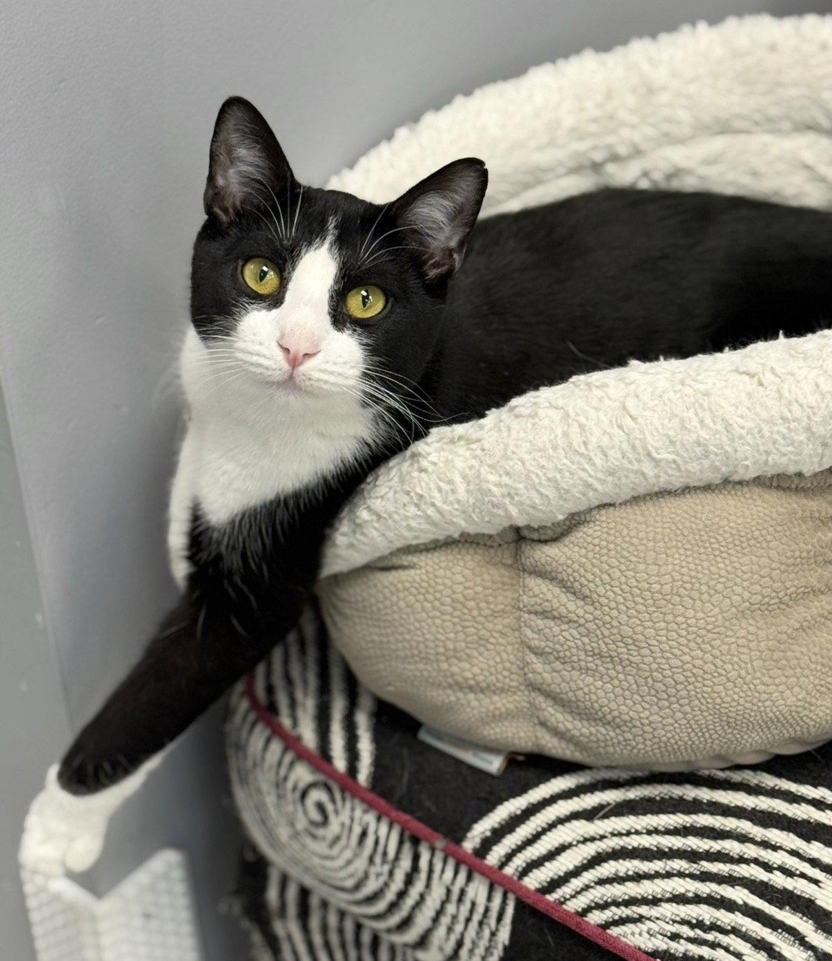 Enlarge Radicchio, a Adopted Domestic Short Hair in Newtown Square, PA image 1/3