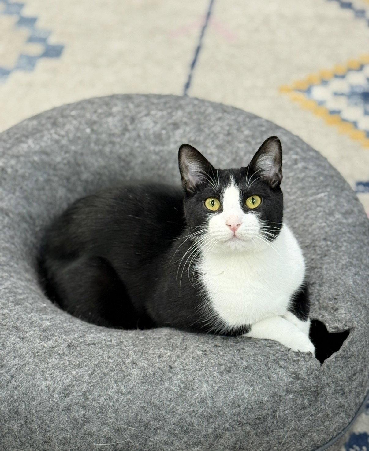 Enlarge Radicchio, a Adopted Domestic Short Hair in Newtown Square, PA image 2/3