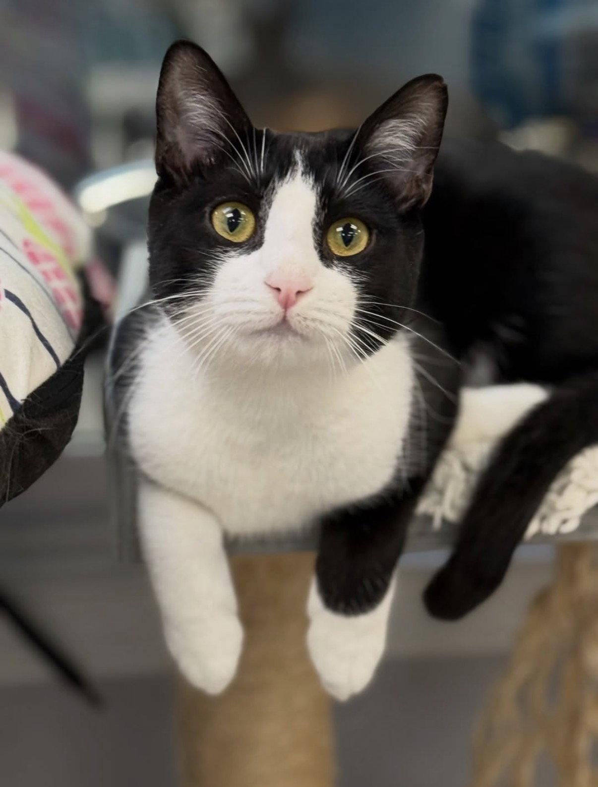 Enlarge Radicchio, a Adopted Domestic Short Hair in Newtown Square, PA image 3/3