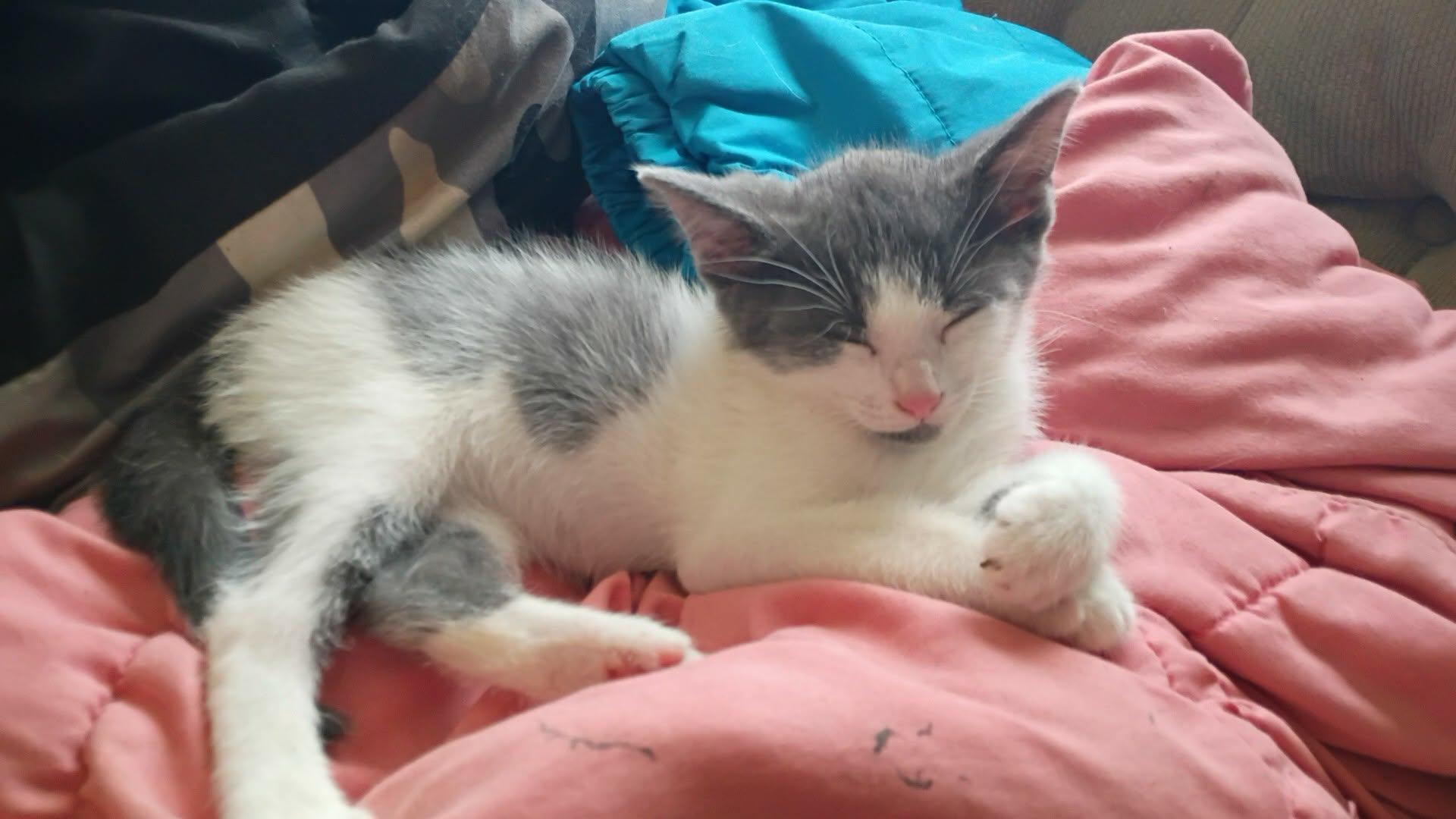 Enlarge Gray, a Adoptable Domestic Short Hair in Marlette, MI image 1/3