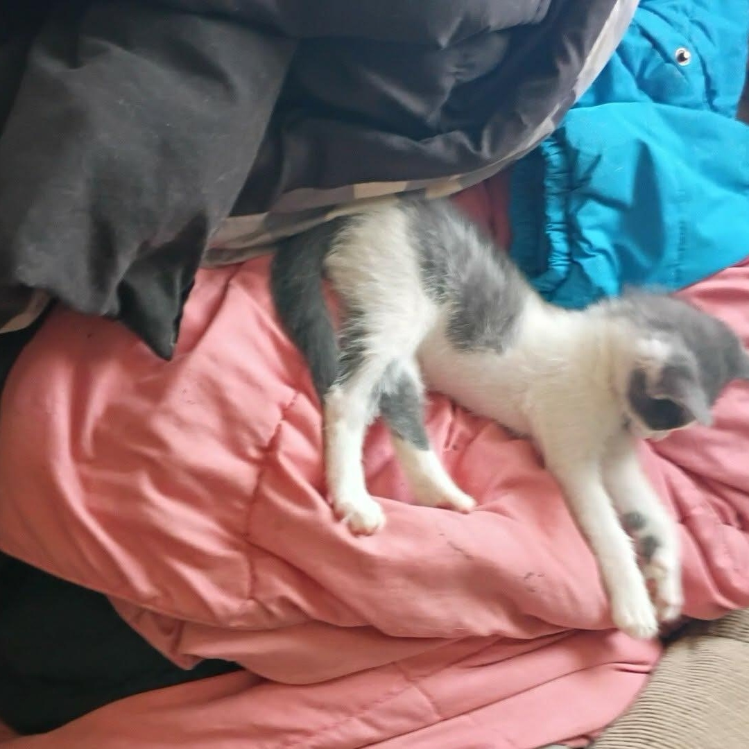 Enlarge Gray, a Adoptable Domestic Short Hair in Marlette, MI image 2/3