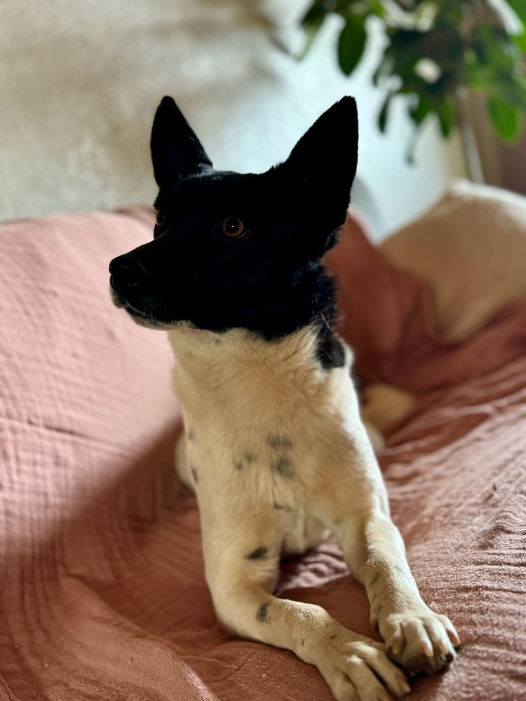 Enlarge Spot, a Adoptable mixed breed in Tucson, AZ image 1/3