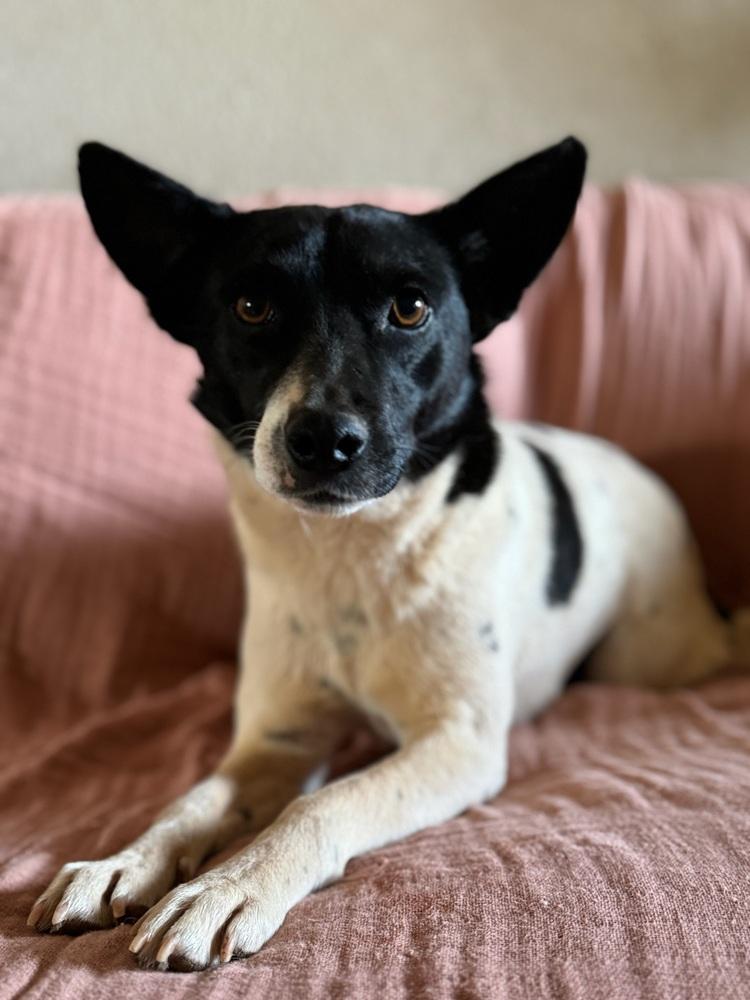 Spot, Adoptable, Adult Male Rat Terrier & Jack Russell Terrier.