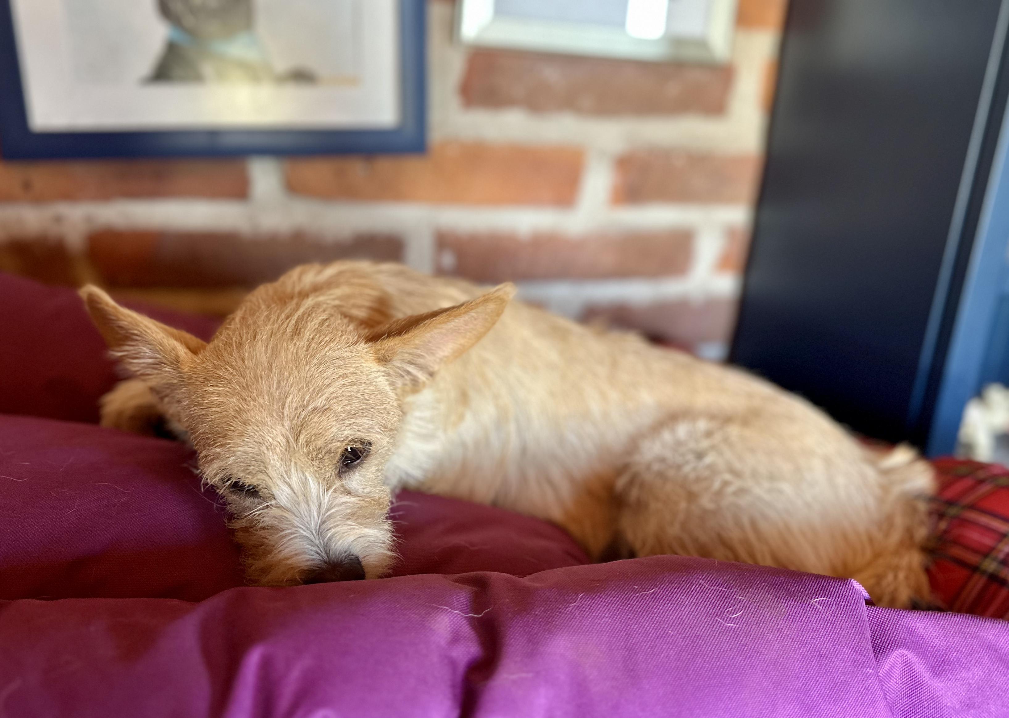 Enlarge Pistachio, a Adoptable Mixed Breed in Encino, CA image 5/6