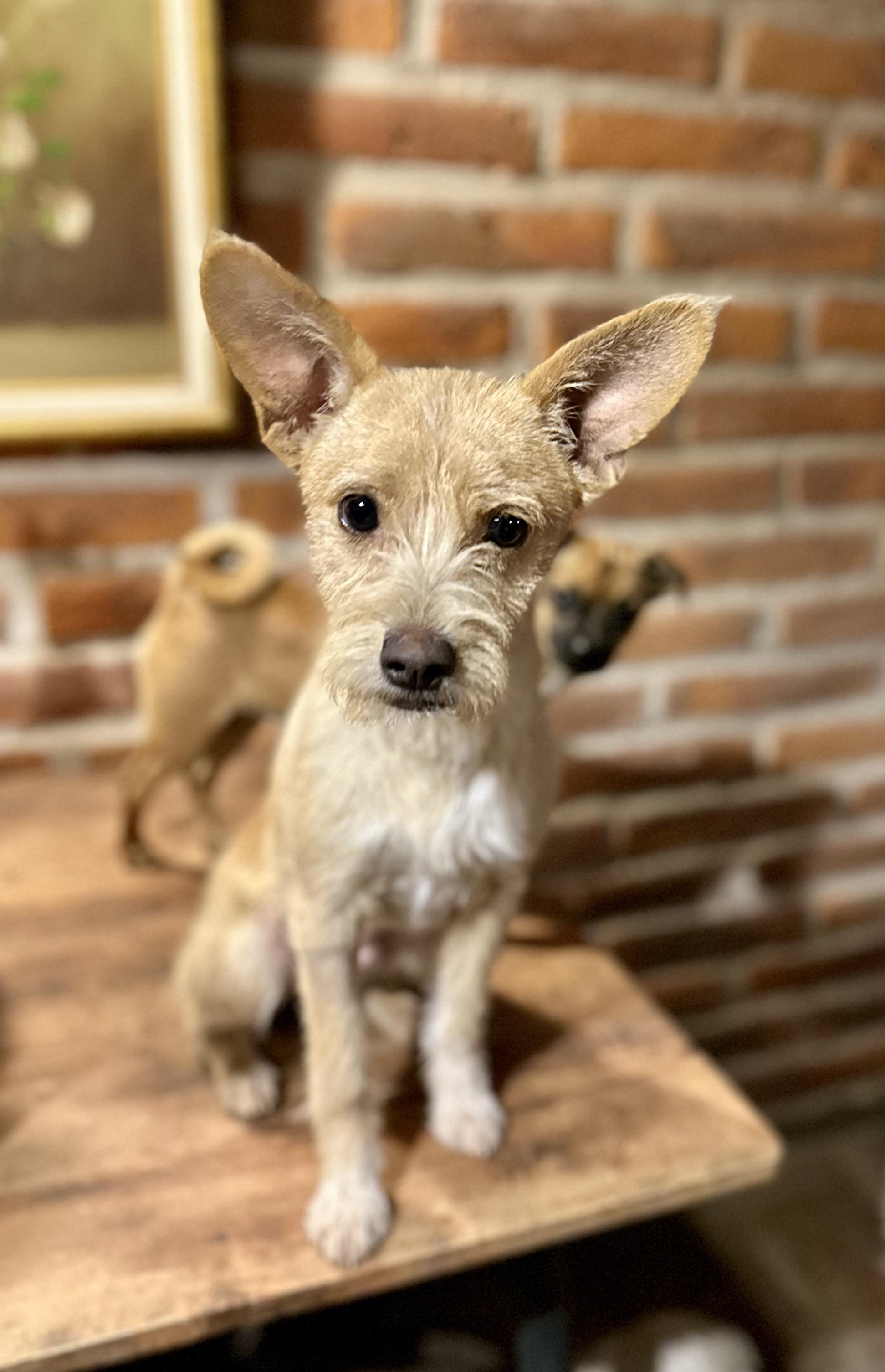 Enlarge Pistachio, a Adoptable Mixed Breed in Encino, CA image 6/6