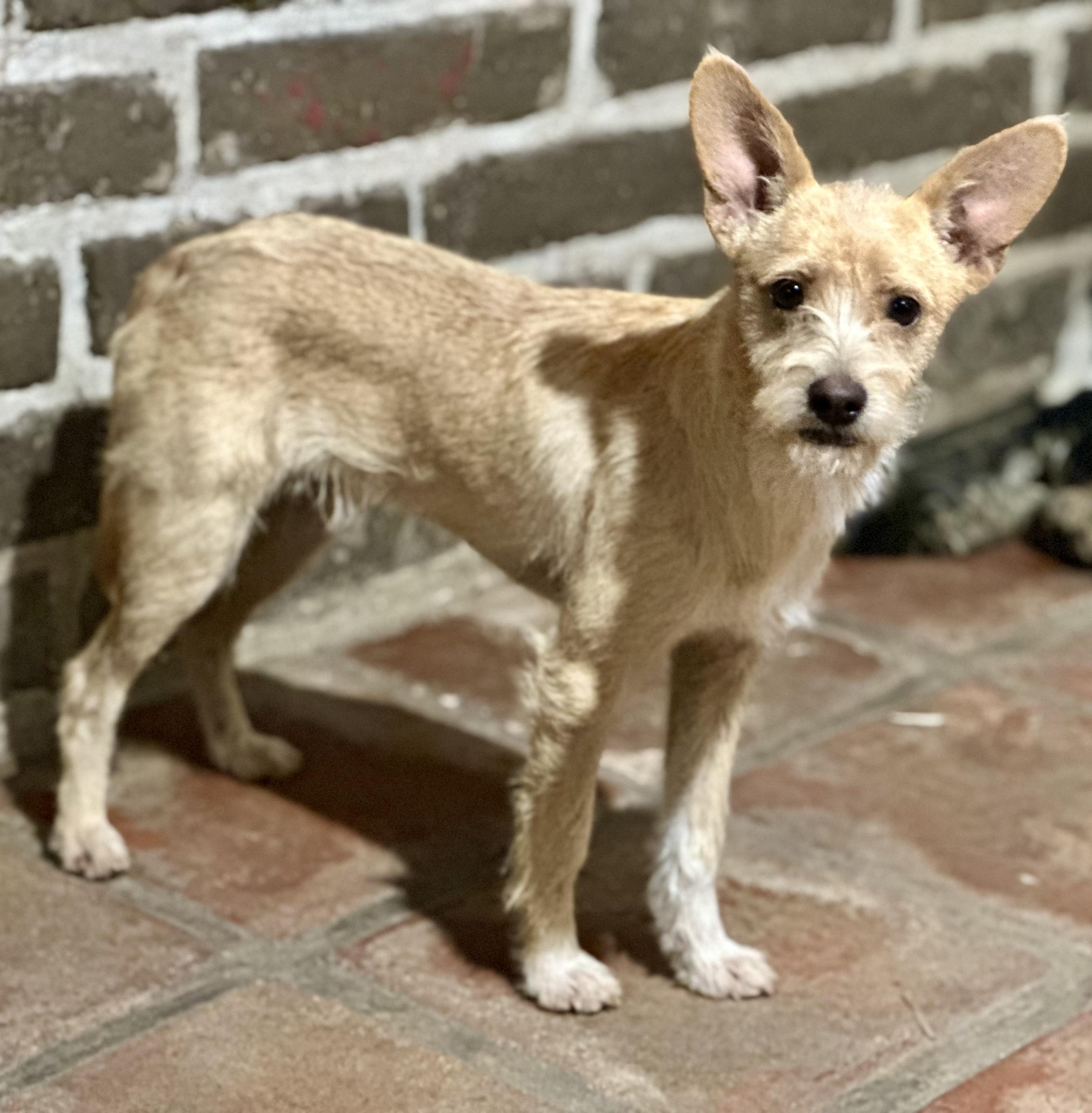 Enlarge Pistachio, a Adoptable Mixed Breed in Encino, CA image 4/6