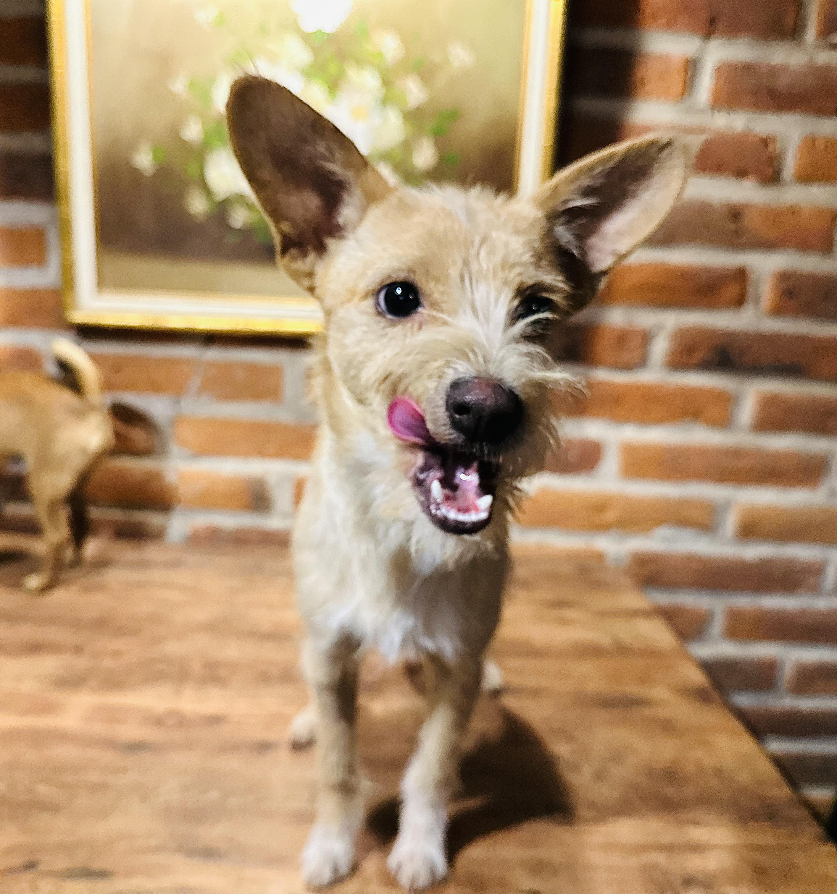 Enlarge Pistachio, a Adoptable Mixed Breed in Encino, CA image 2/6