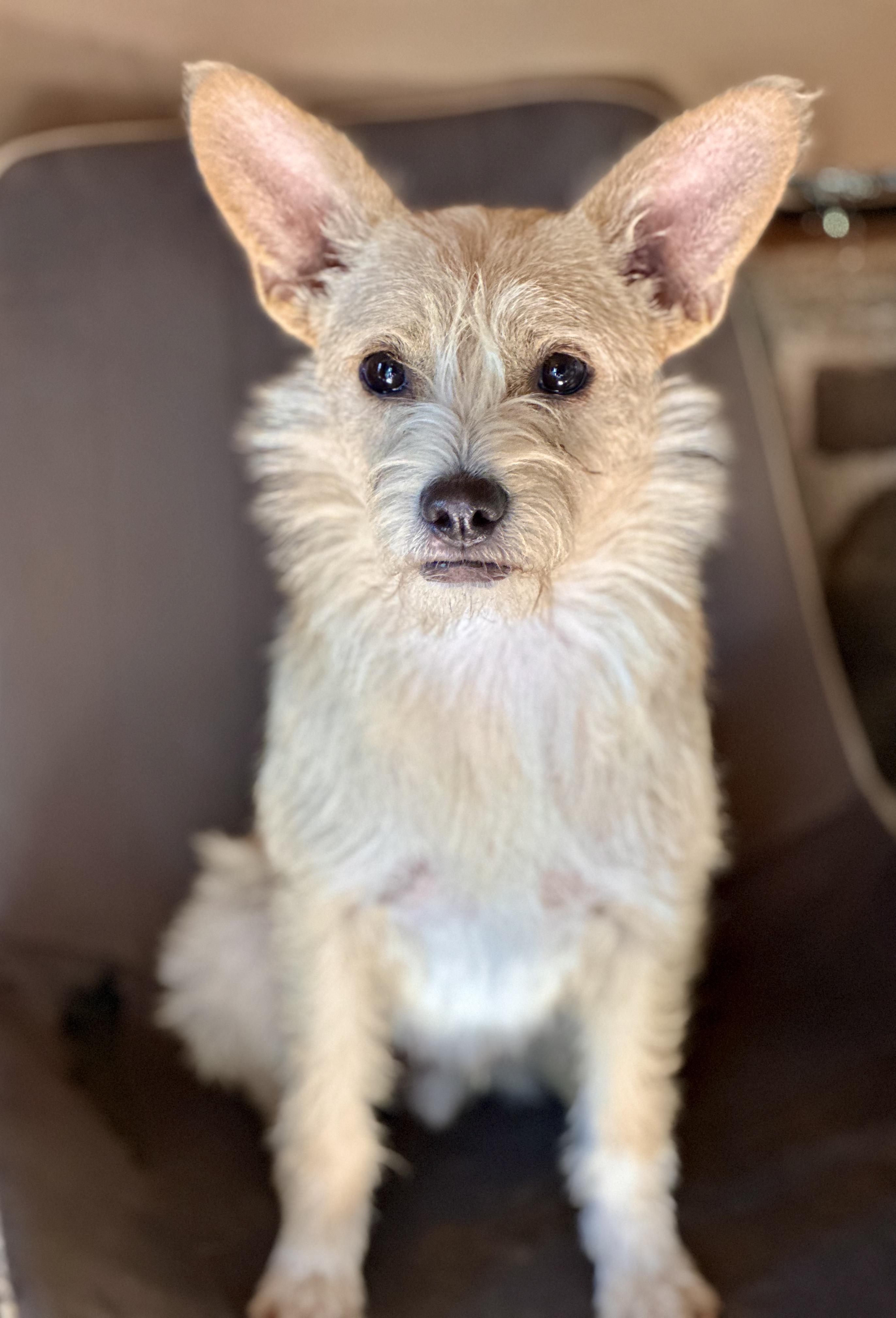 Enlarge Pistachio, a Adoptable Mixed Breed in Encino, CA image 3/6