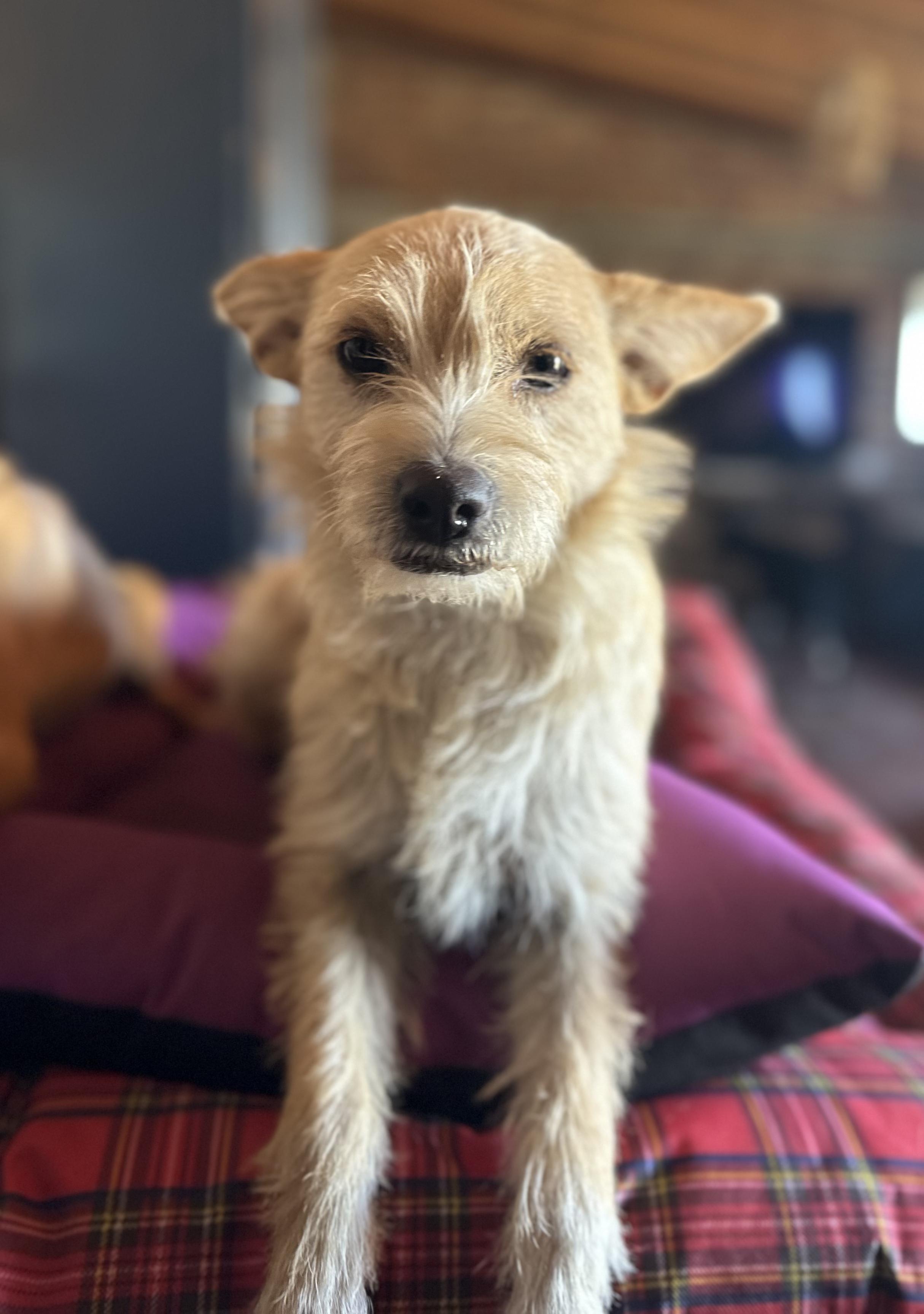 Pistachio, Adoptable, Young Male Mixed Breed.