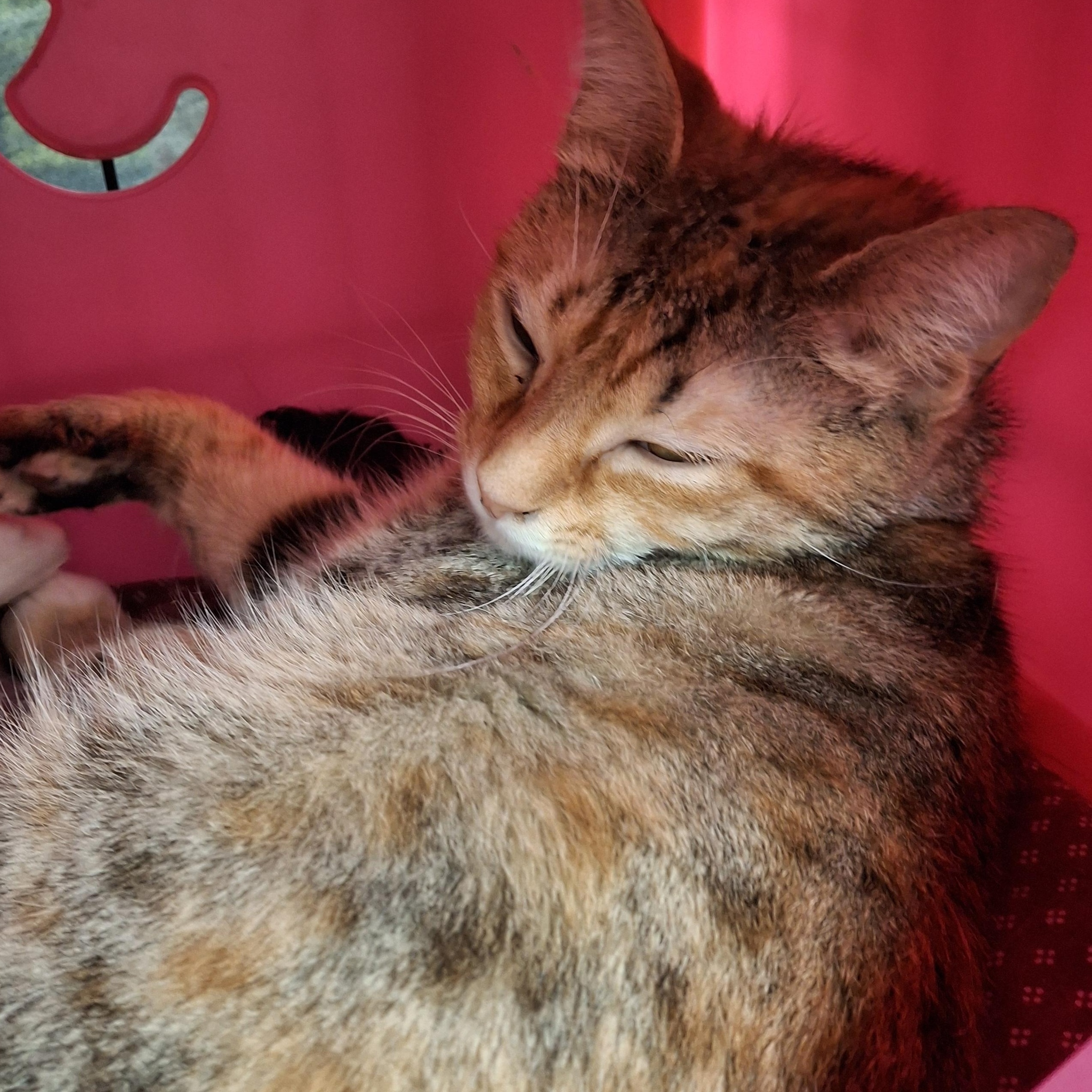 Riley, a Adoptable Tabby in Bear, DE image 3/6