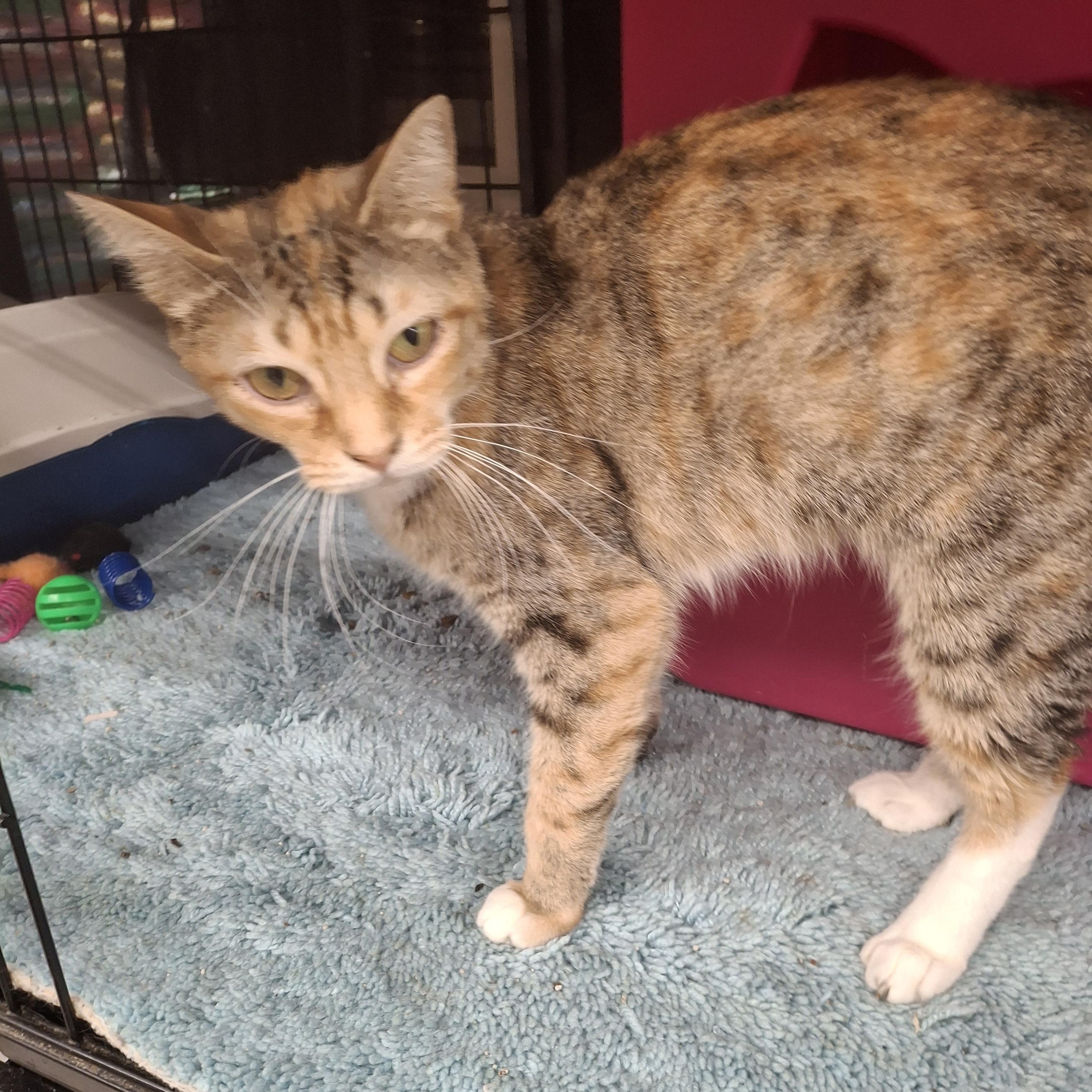 Riley, a Adoptable Tabby in Bear, DE image 4/6