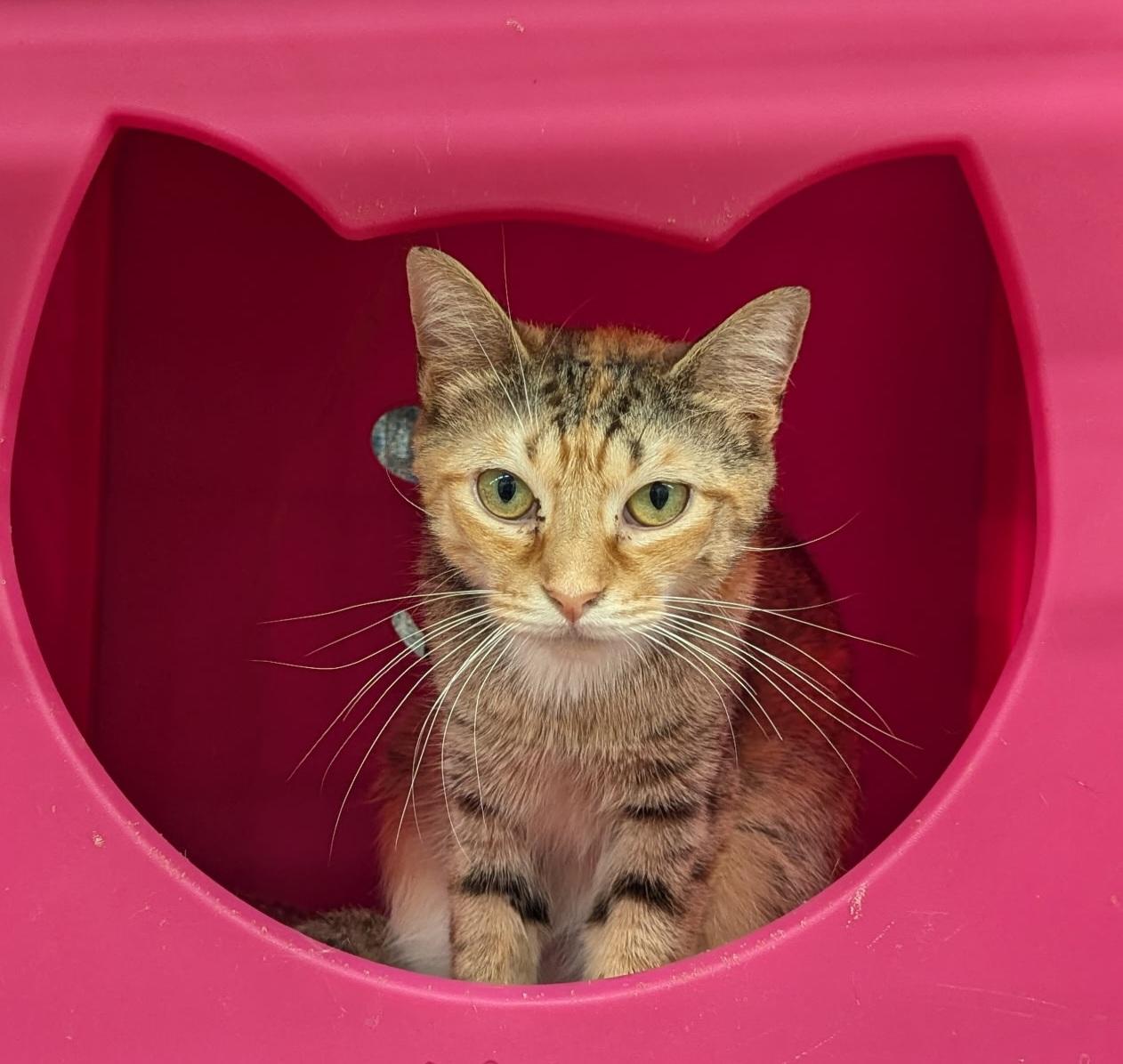 Riley, a Adoptable Tabby in Bear, DE image 1/6