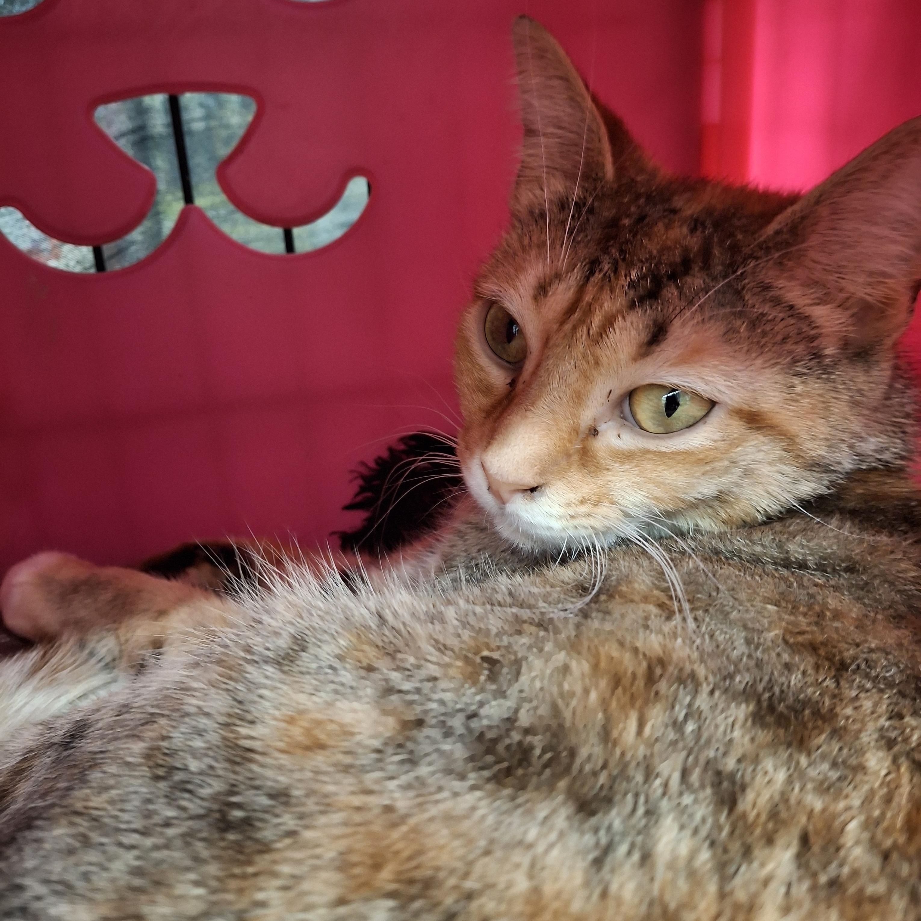 Riley, a Adoptable Tabby in Bear, DE image 2/6