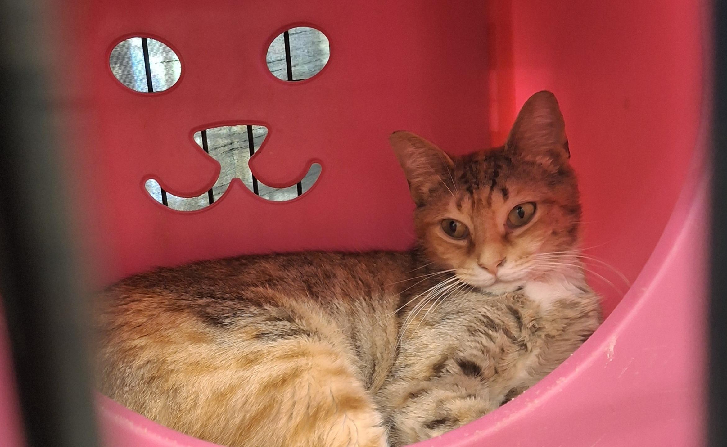 Riley, a Adoptable Tabby in Bear, DE image 6/6