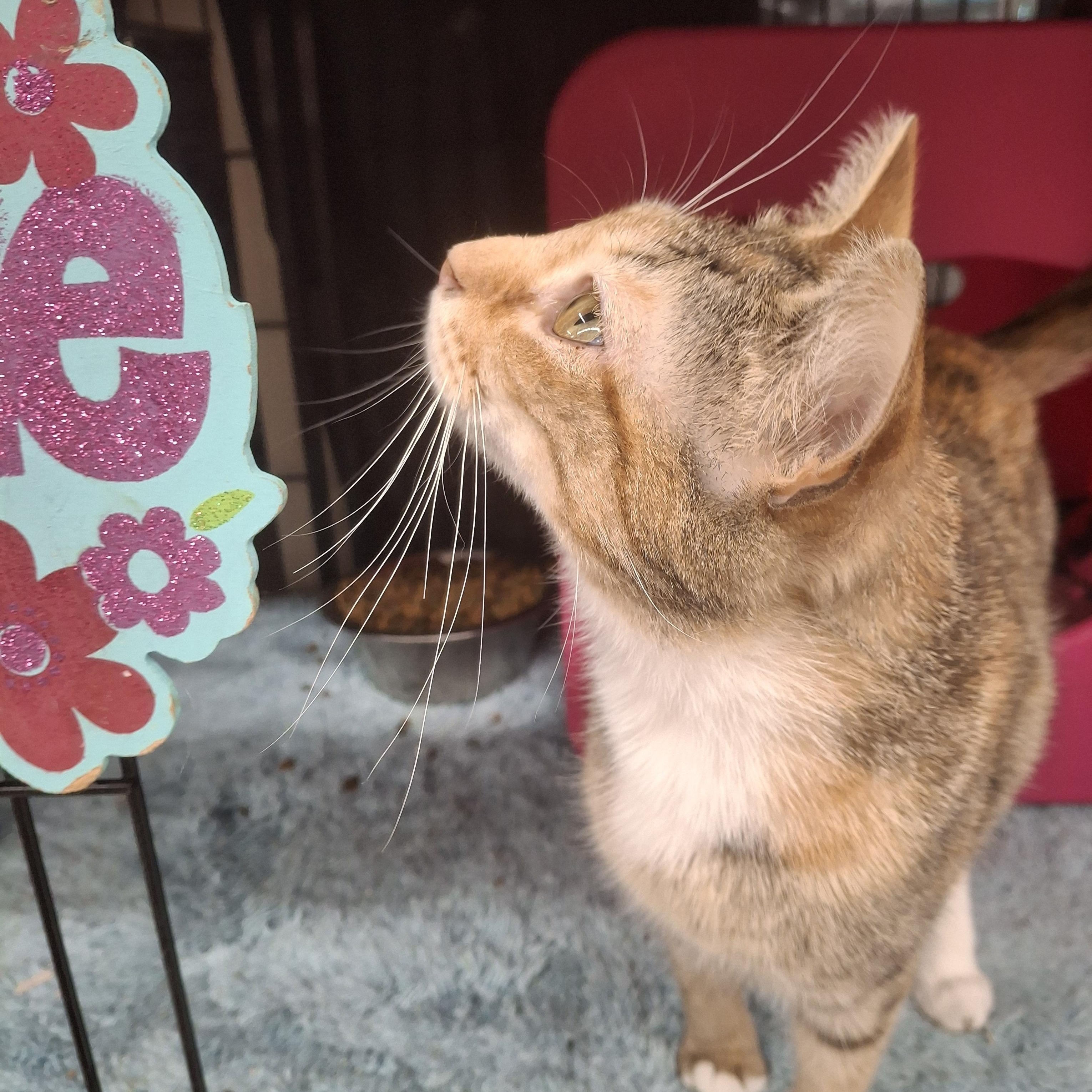 Riley, a Adoptable Tabby in Bear, DE image 5/6