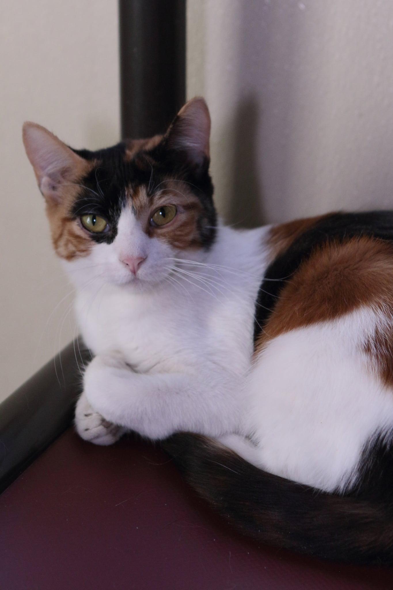 Paris, Adopted, Young Female Domestic Short Hair.