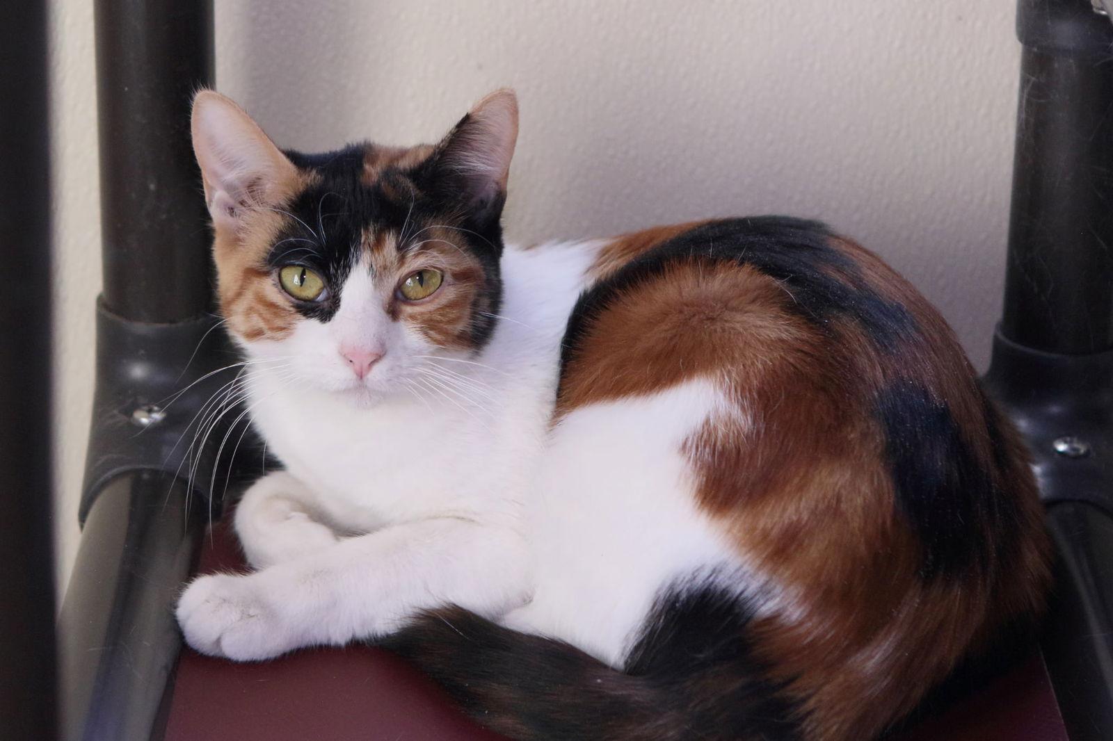 Enlarge Paris, a Adopted Domestic Short Hair in Austin, MN image 3/3