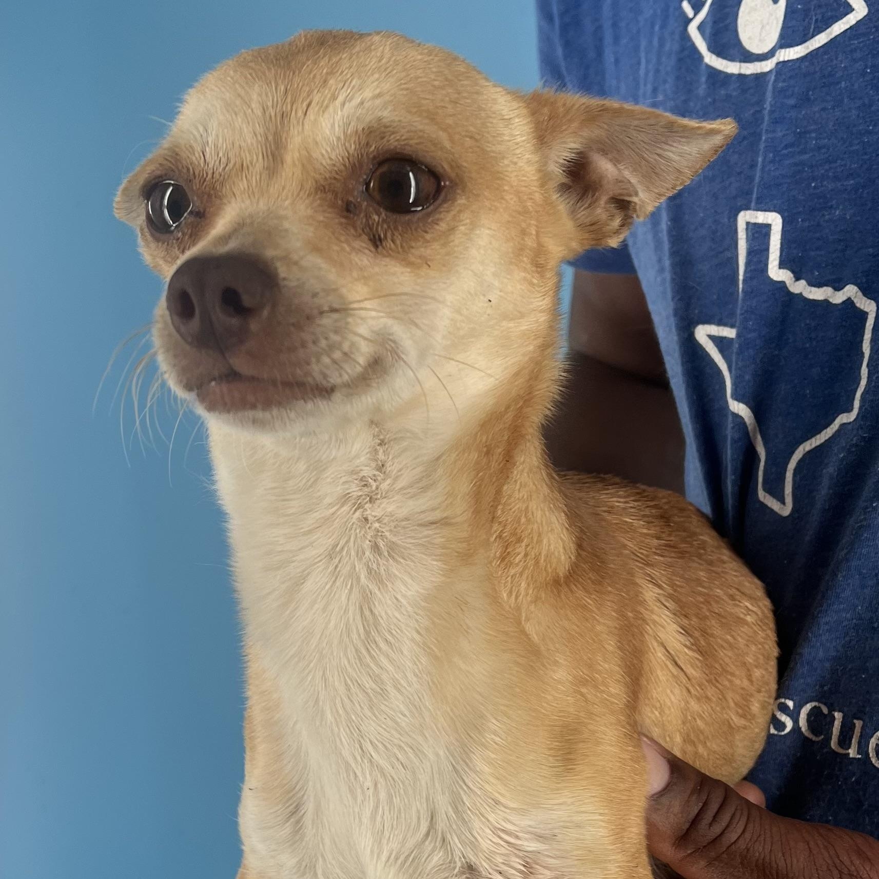 Alfredo - Local August 22-24, Adult Male unknown