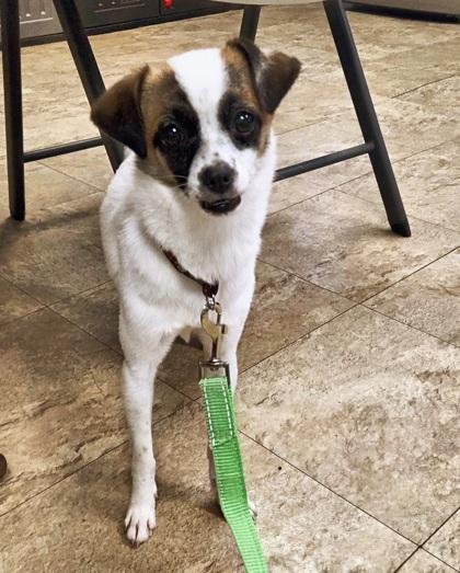 Teensy, Adoptable, Young Female Mixed Breed & Mixed Breed.