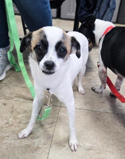 Enlarge Teensy, a Adoptable mixed breed in Chicago, IL image 2/4