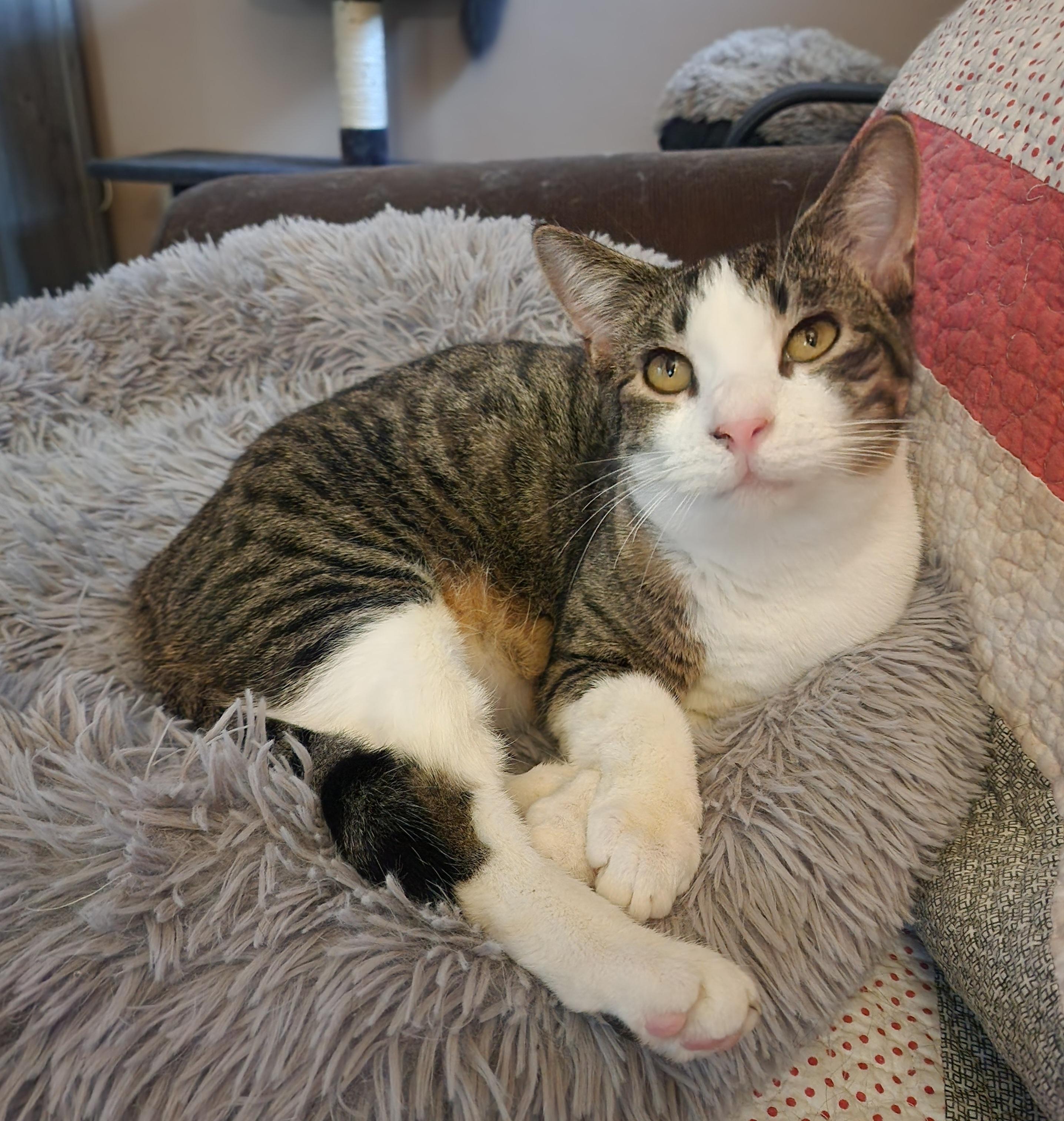 Harley, a Adoptable Domestic Short Hair in Waterloo, IA image 1/5