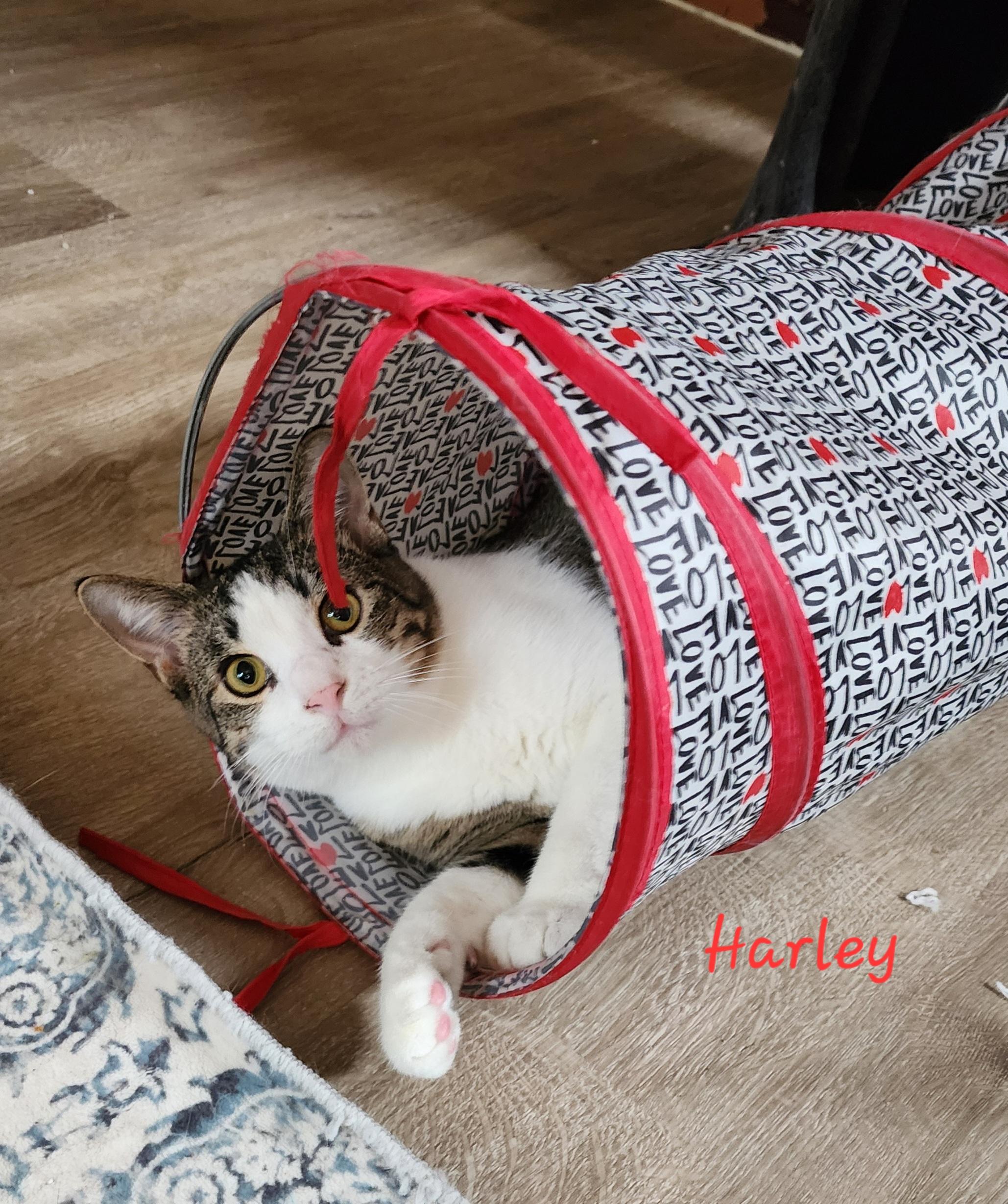 Harley, a Adoptable Domestic Short Hair in Waterloo, IA image 2/5