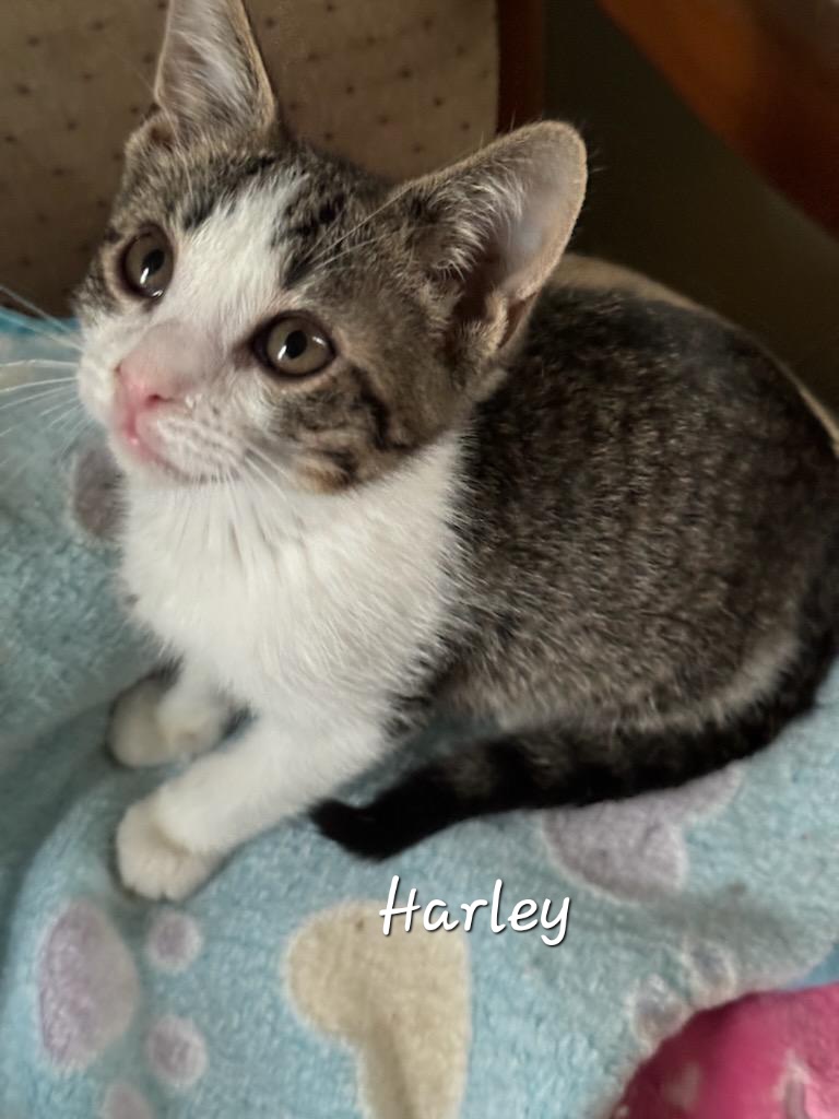 Harley, a Adoptable Domestic Short Hair in Waterloo, IA image 4/5